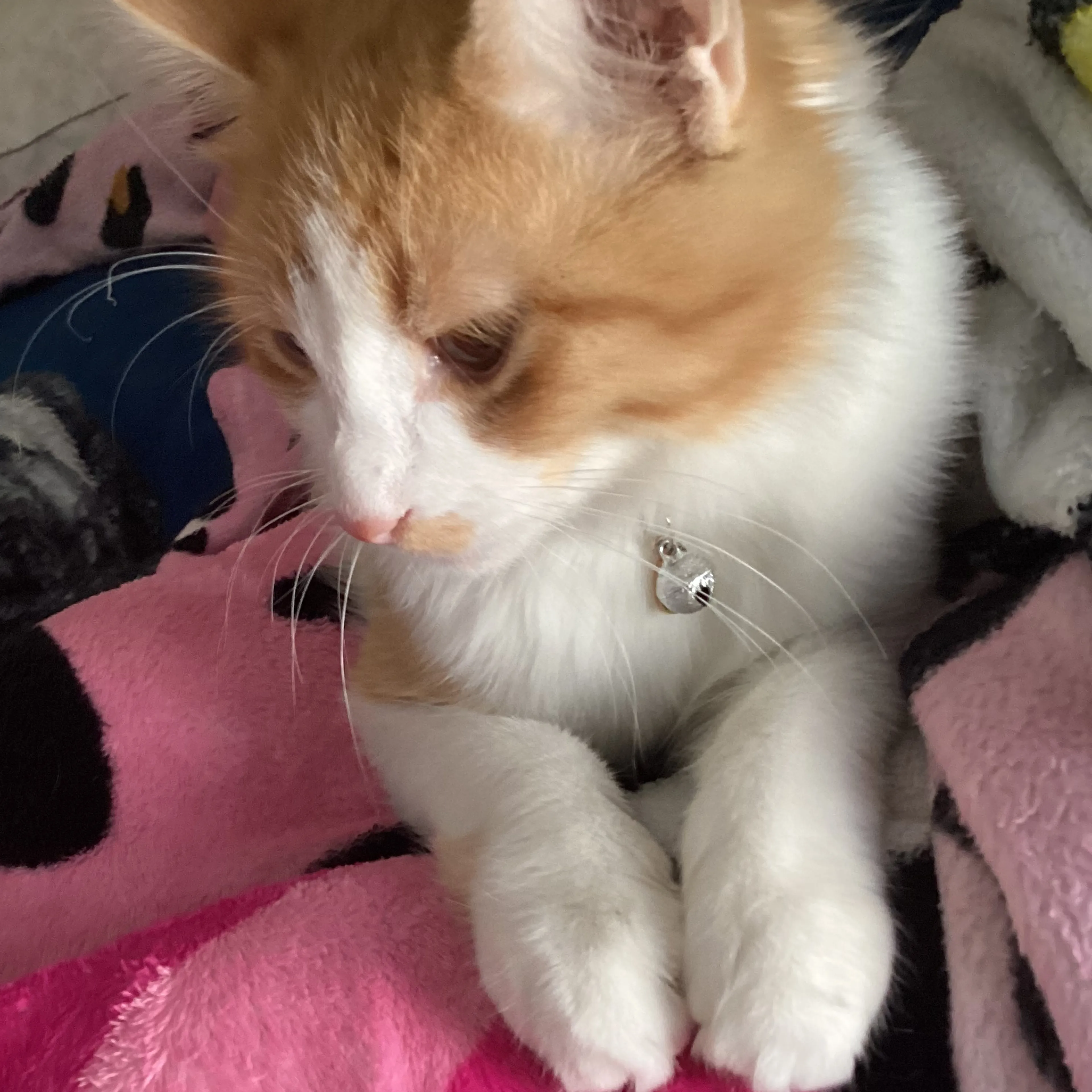 Lost pet-1