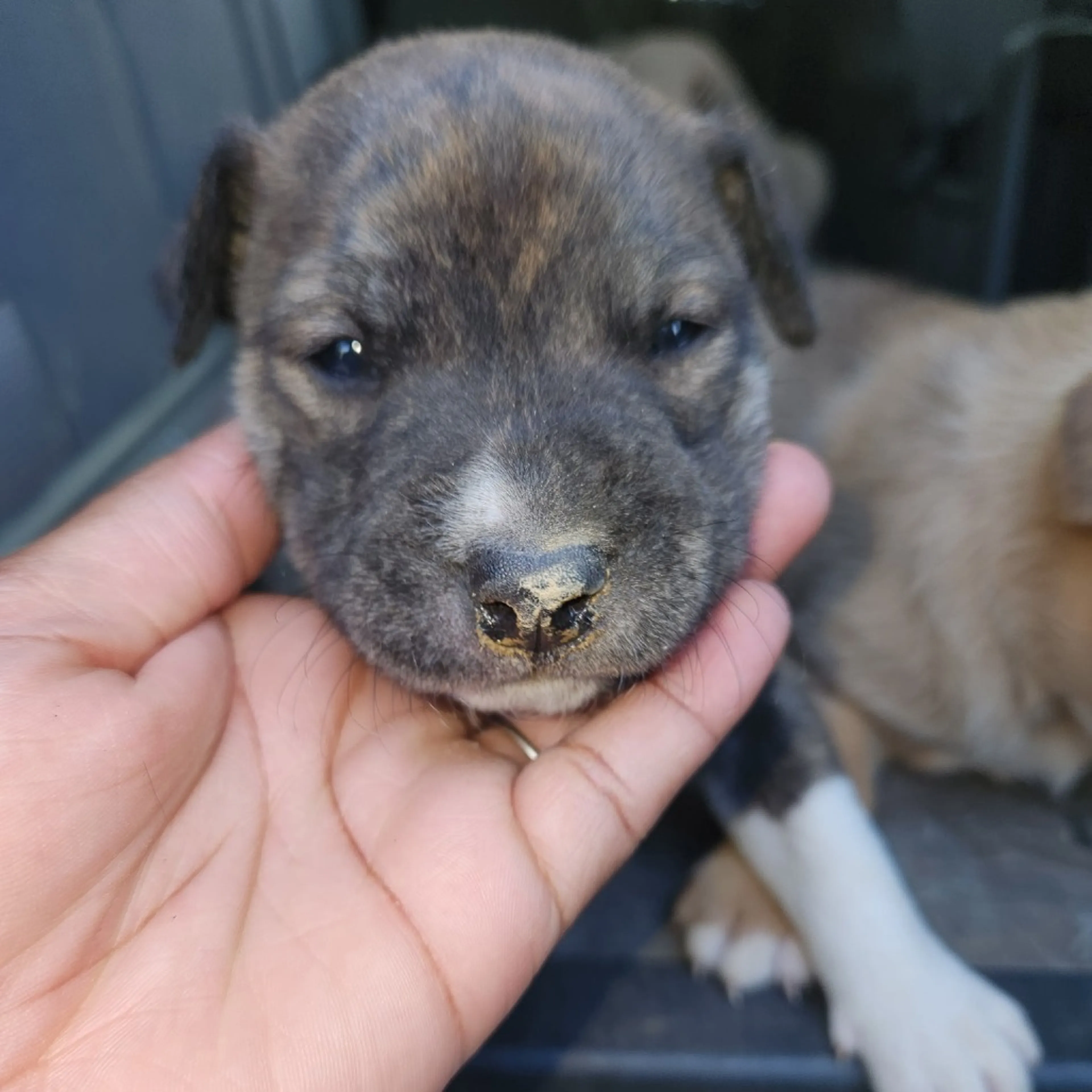 Found pet