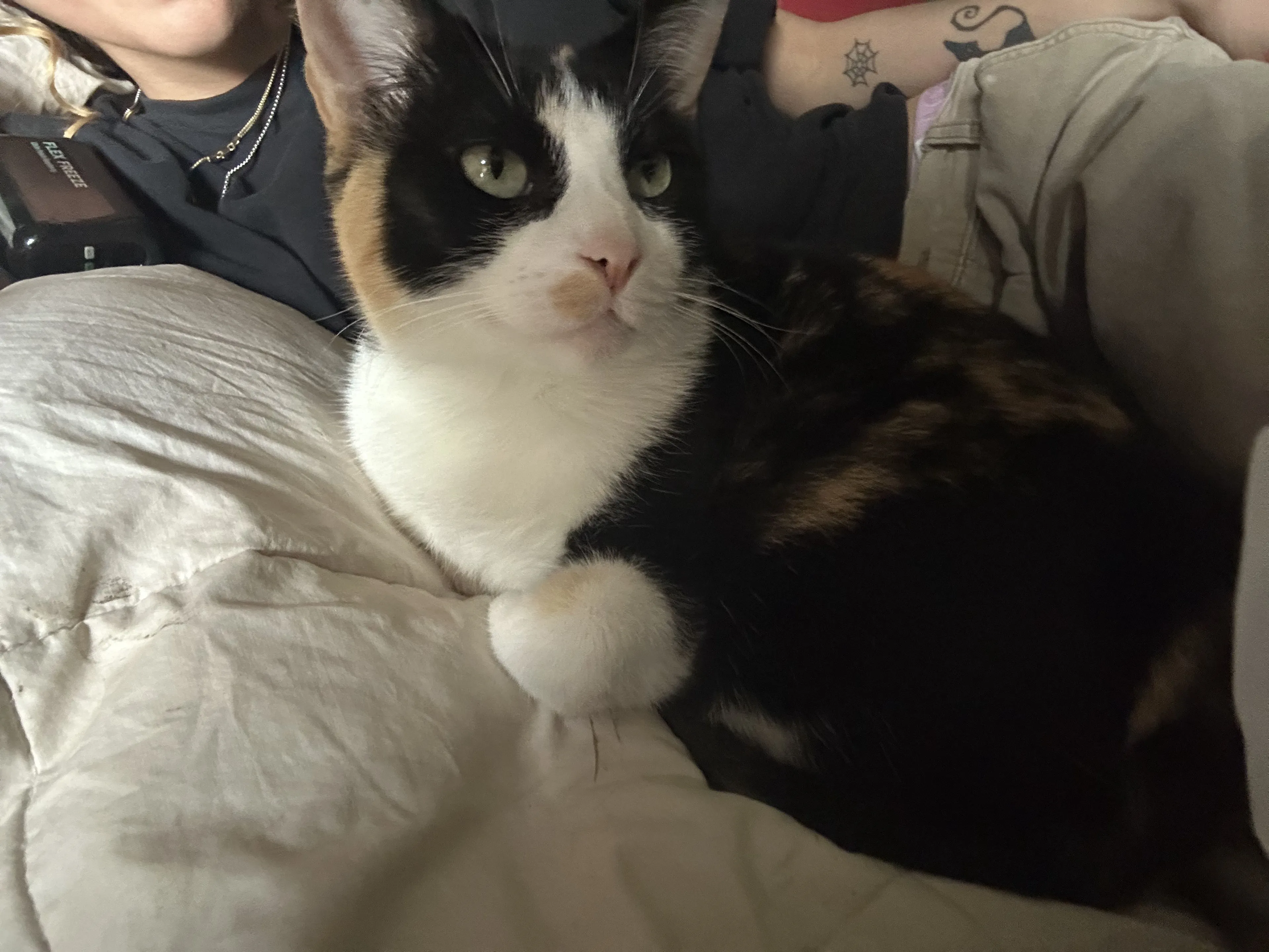 Lost pet-0