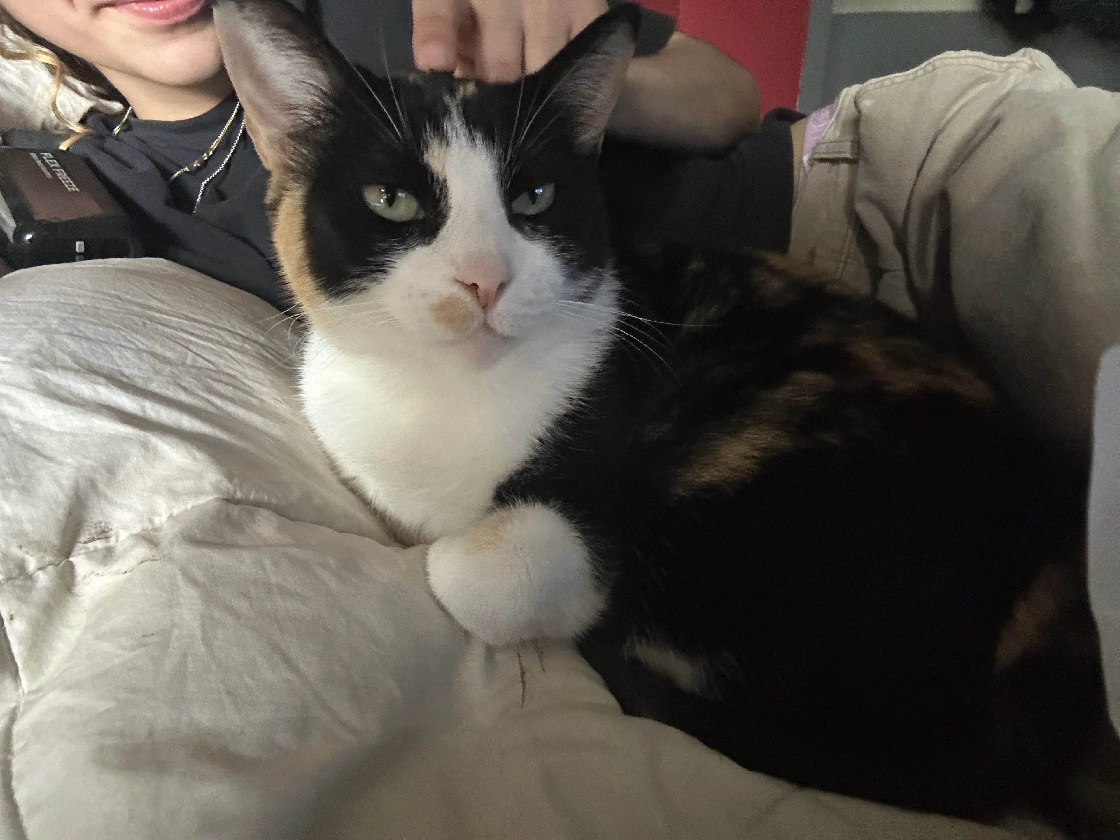 Lost pet-1