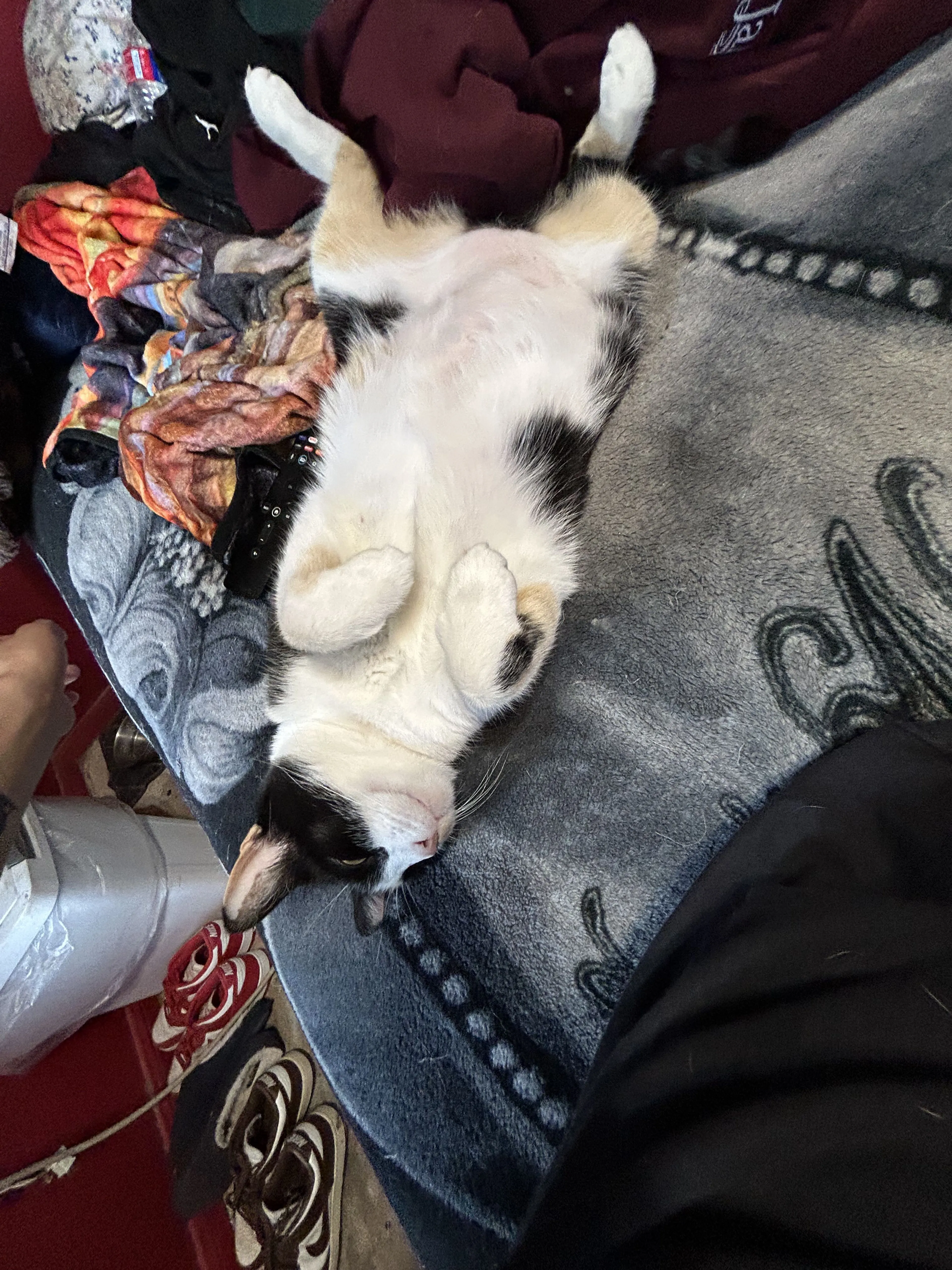 Lost pet-2