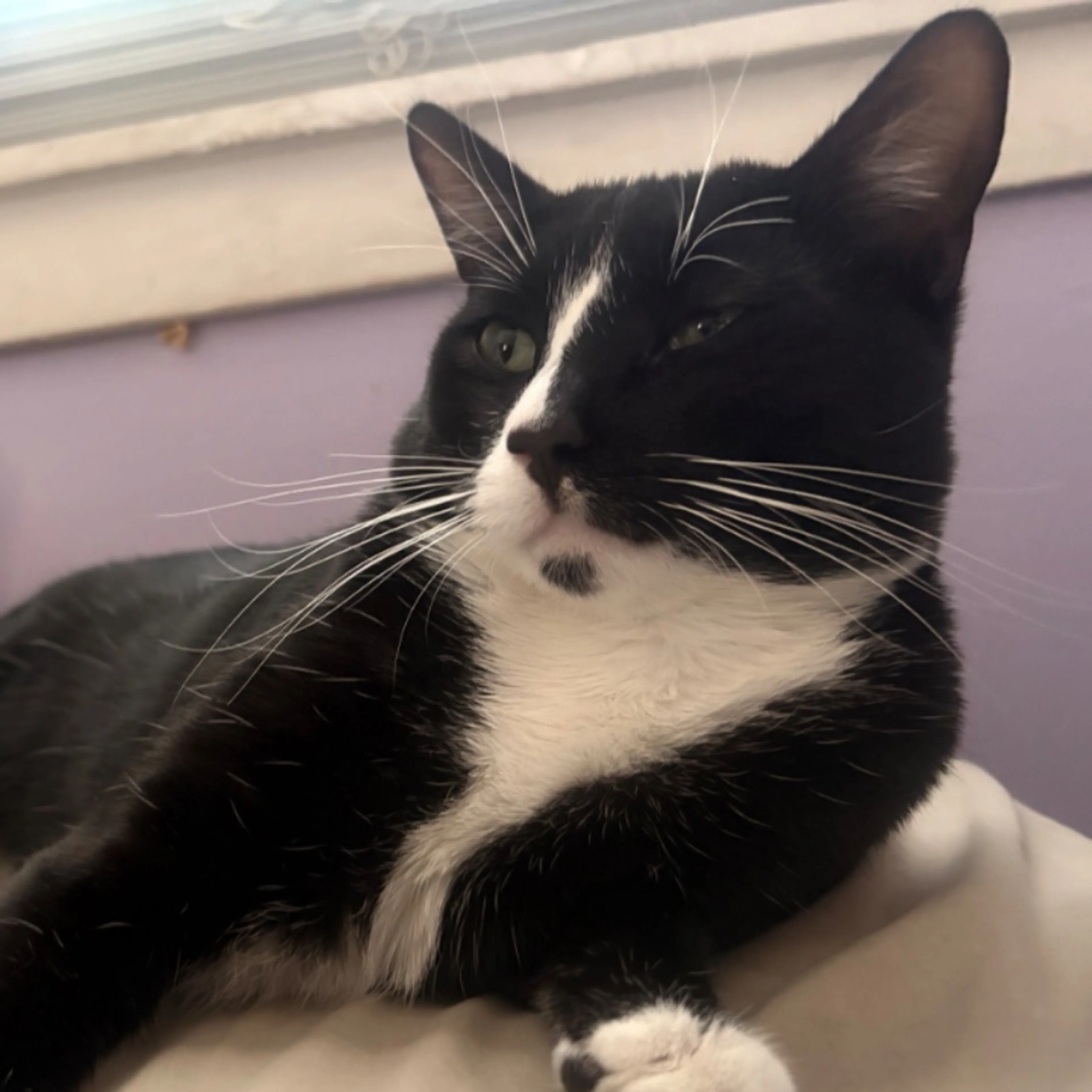 Lost pet