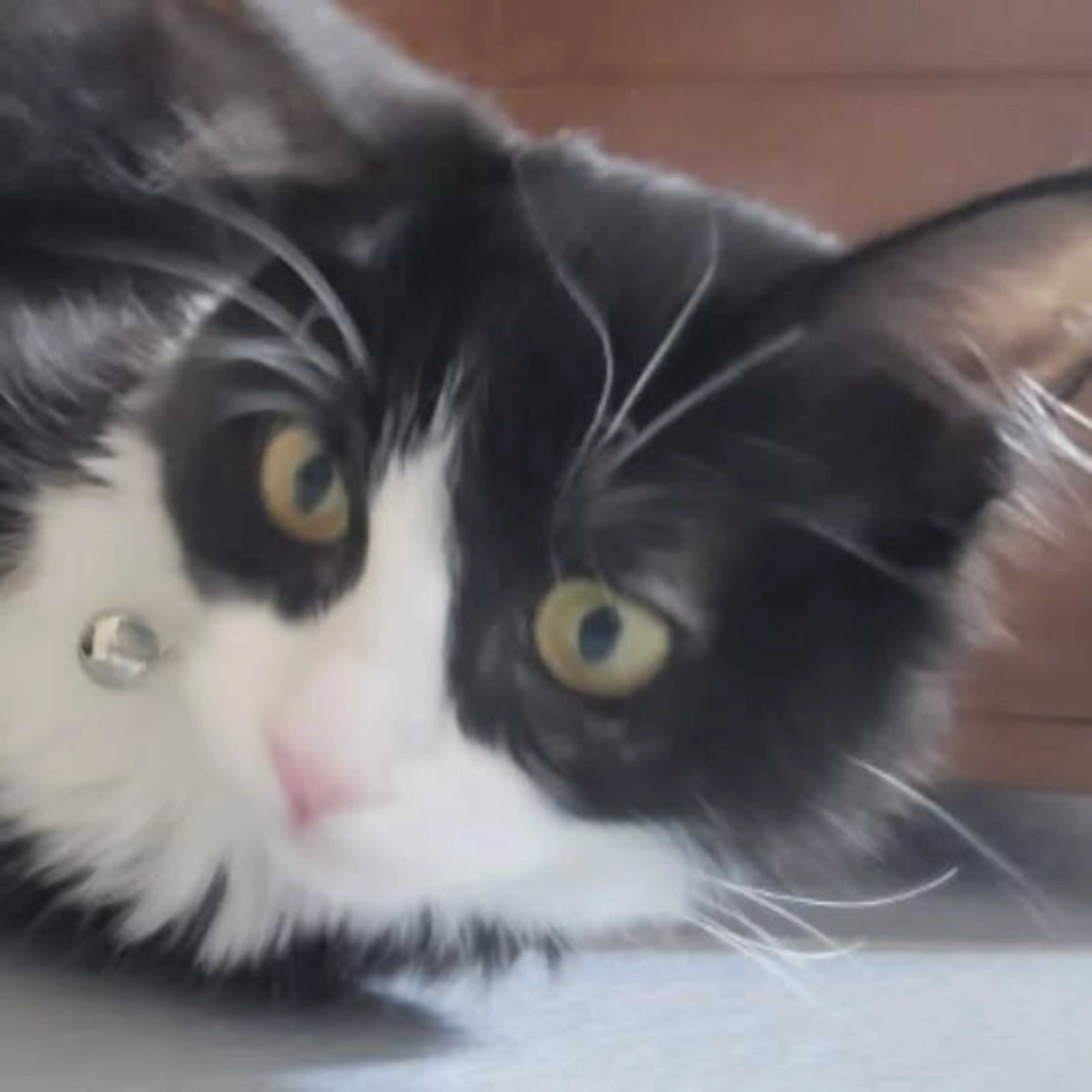 Lost pet