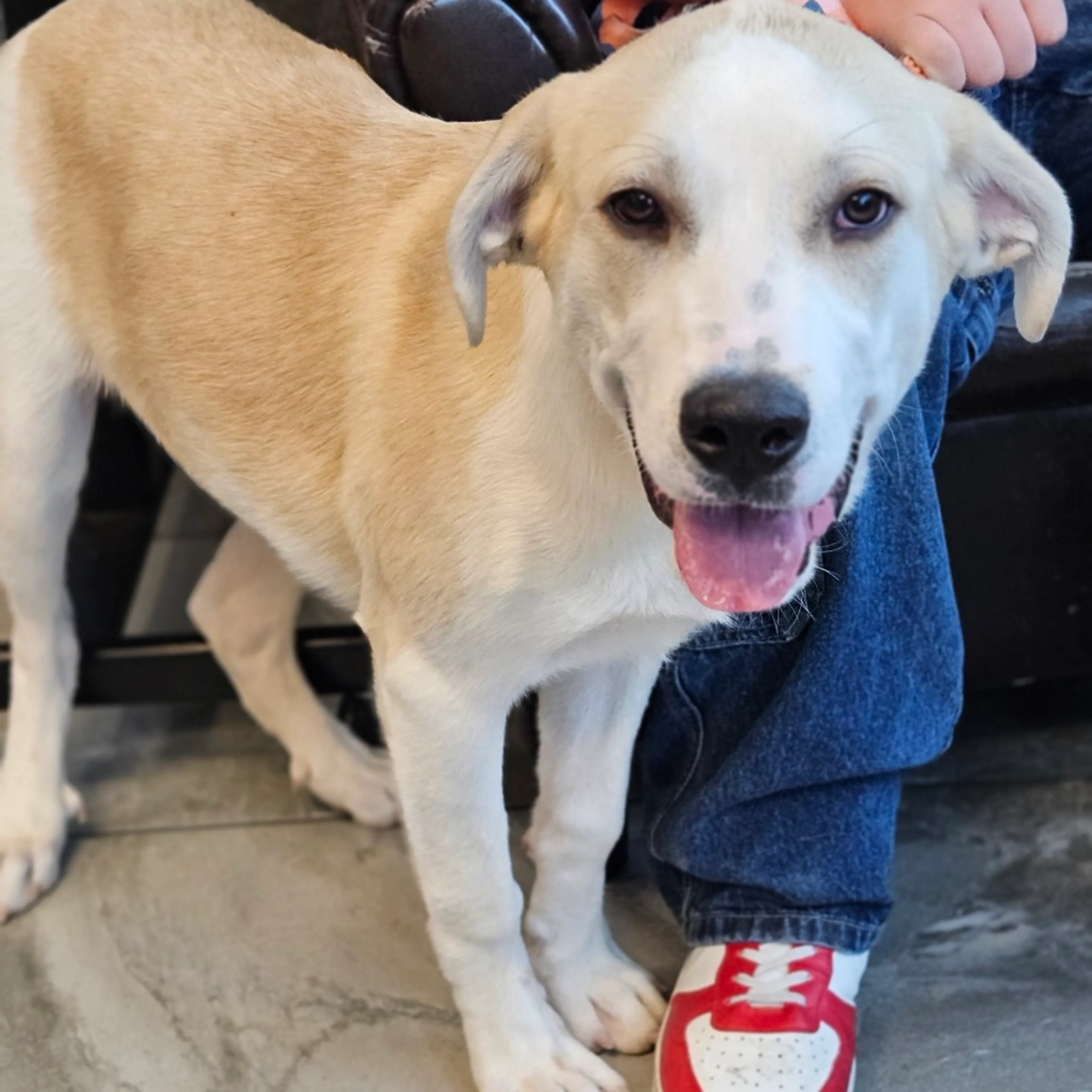 Found pet-3