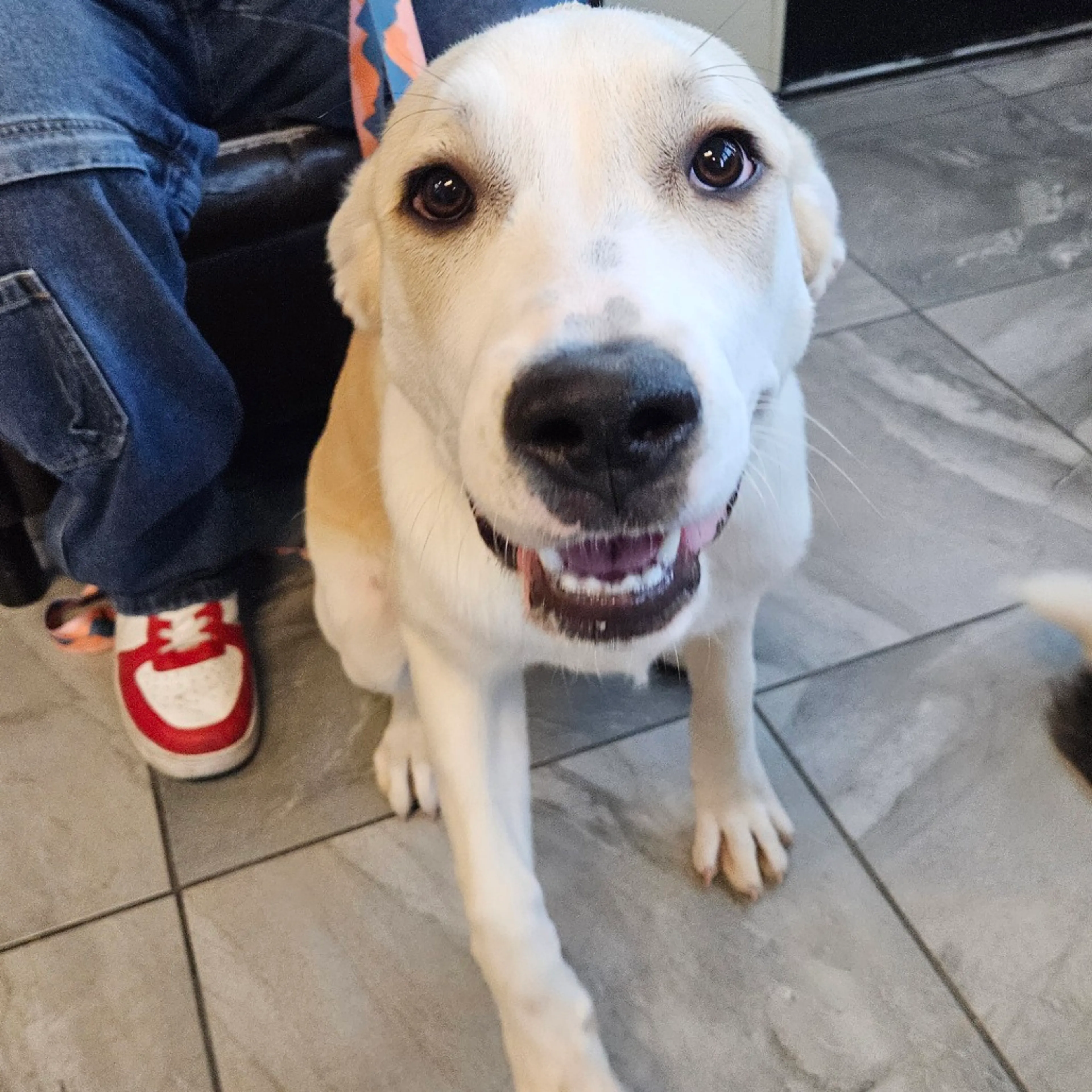 Found pet-2