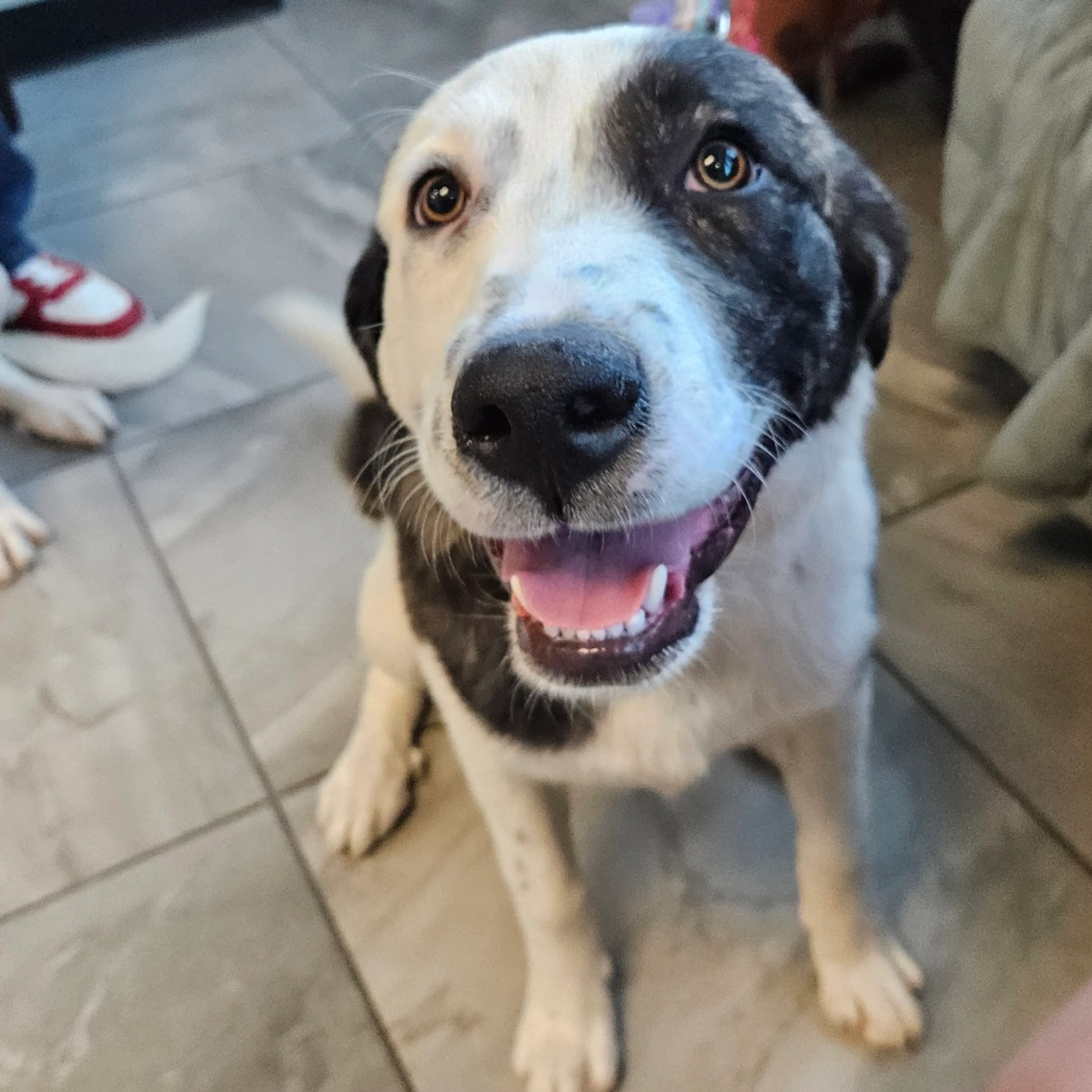 Found pet-2