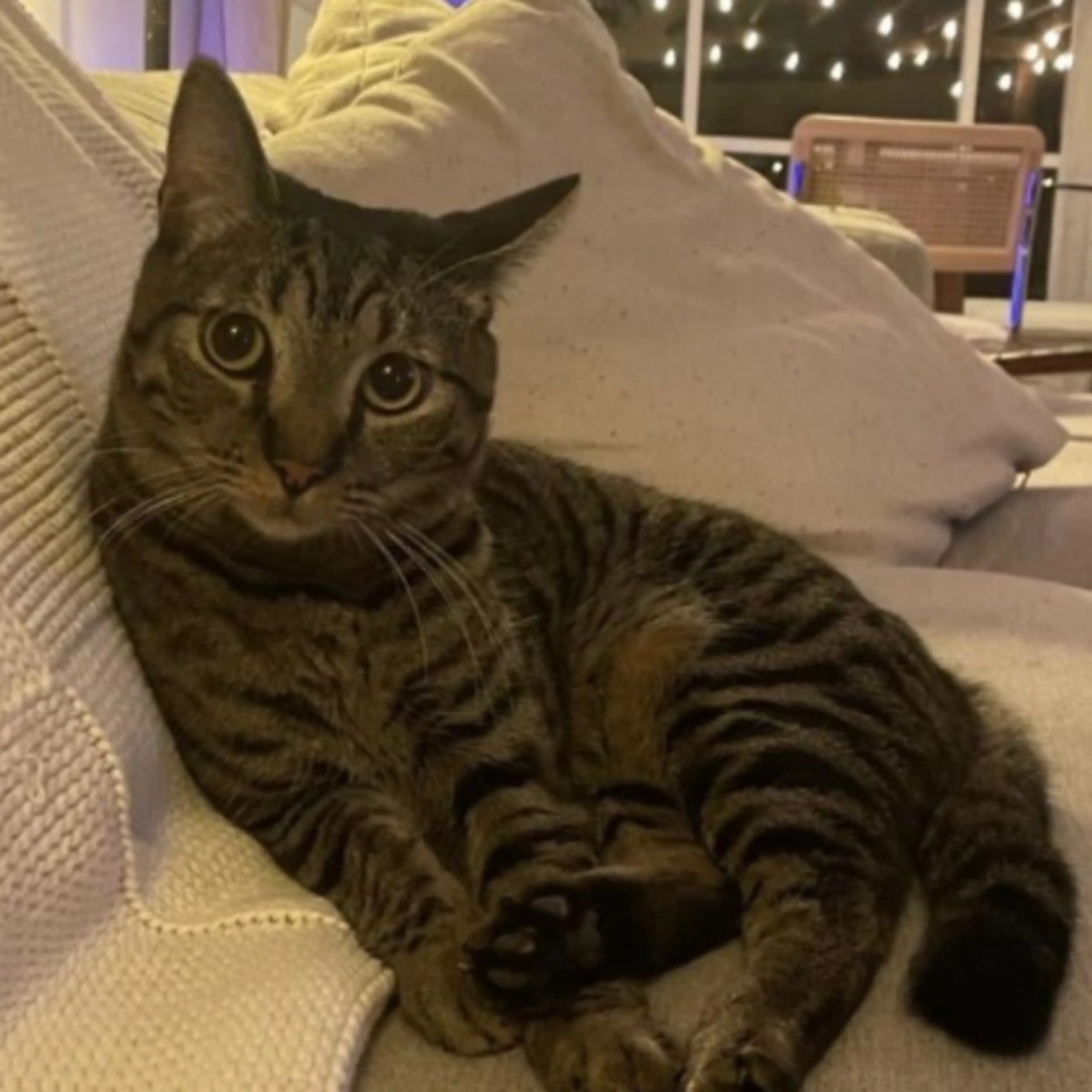 Lost pet