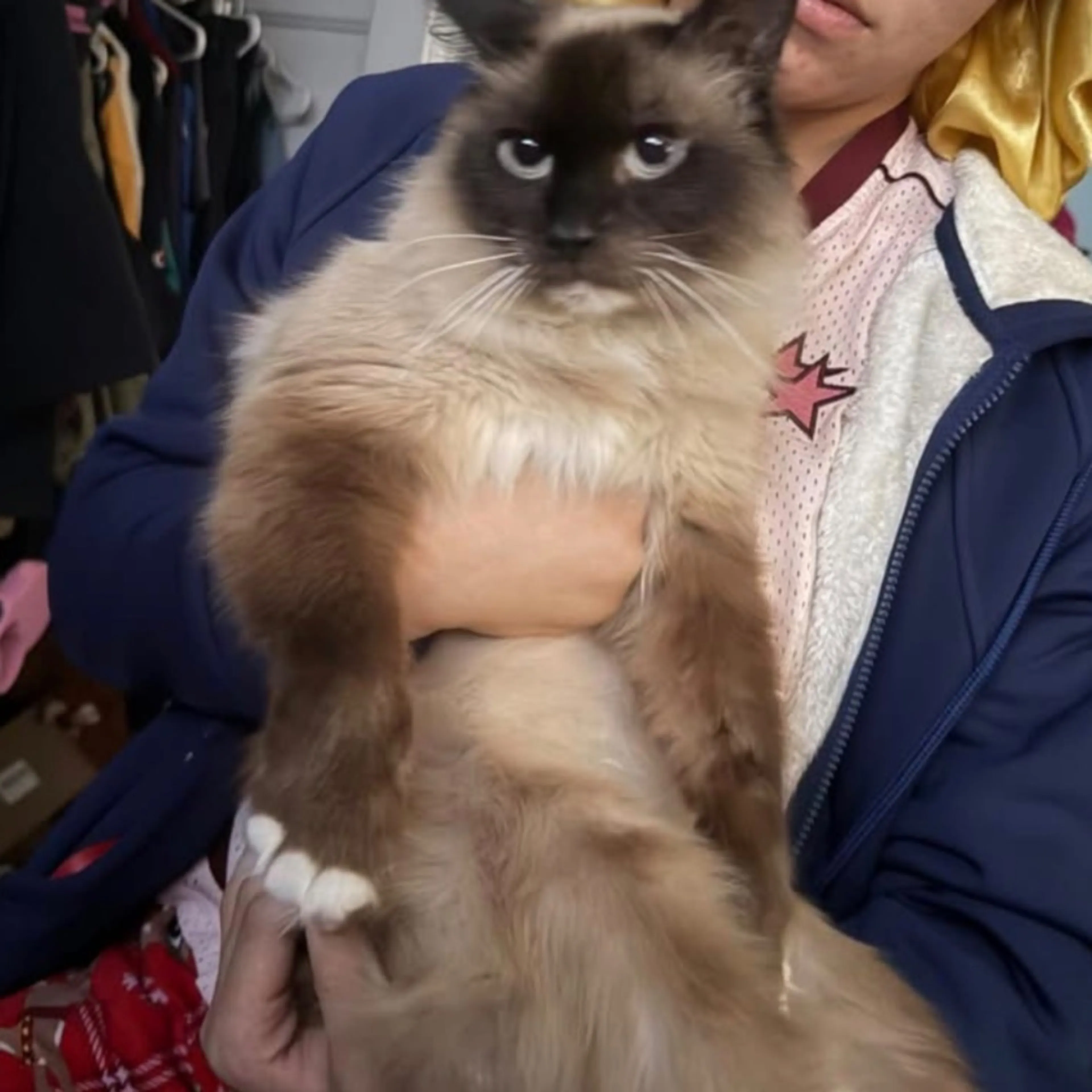 Lost pet
