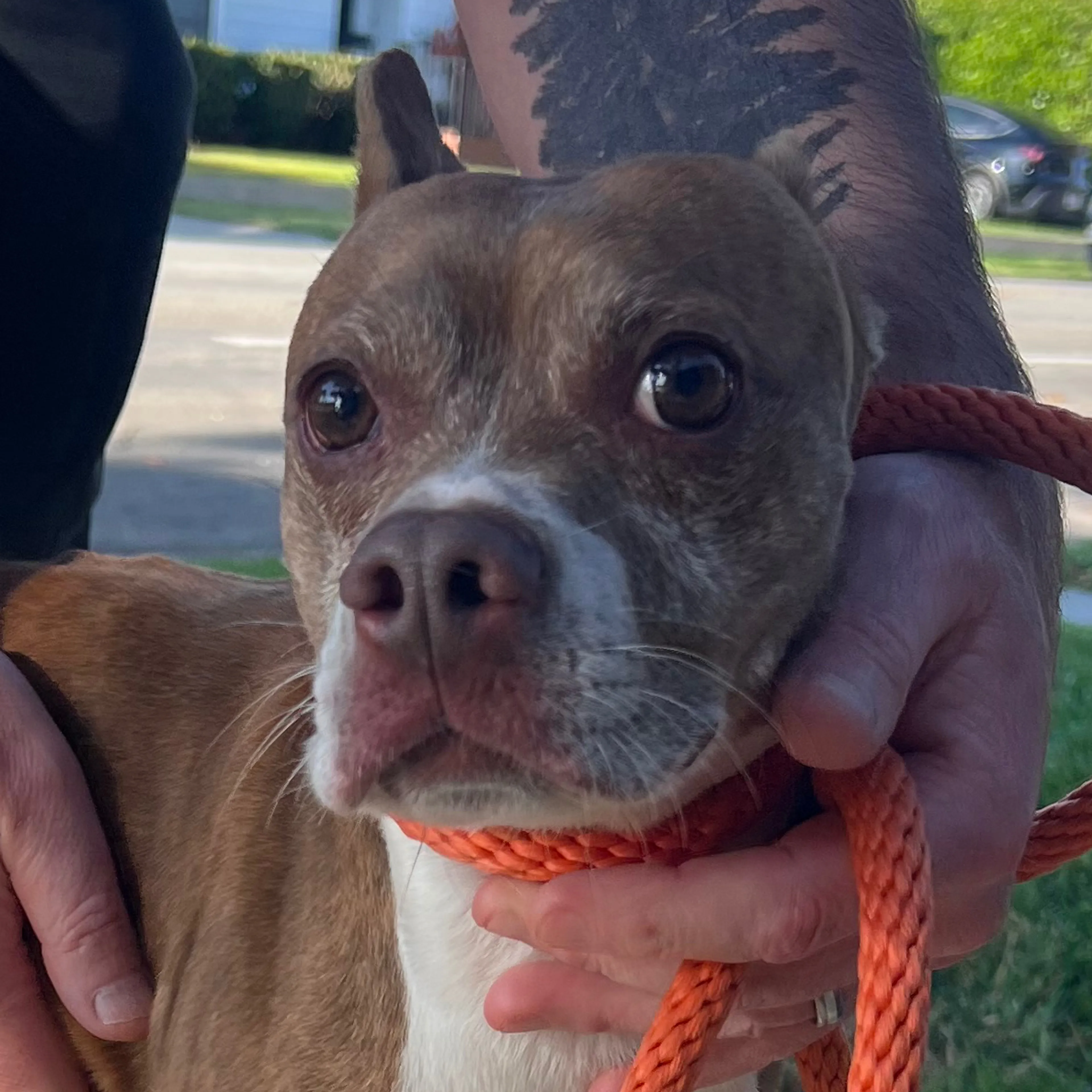 Found pet-2