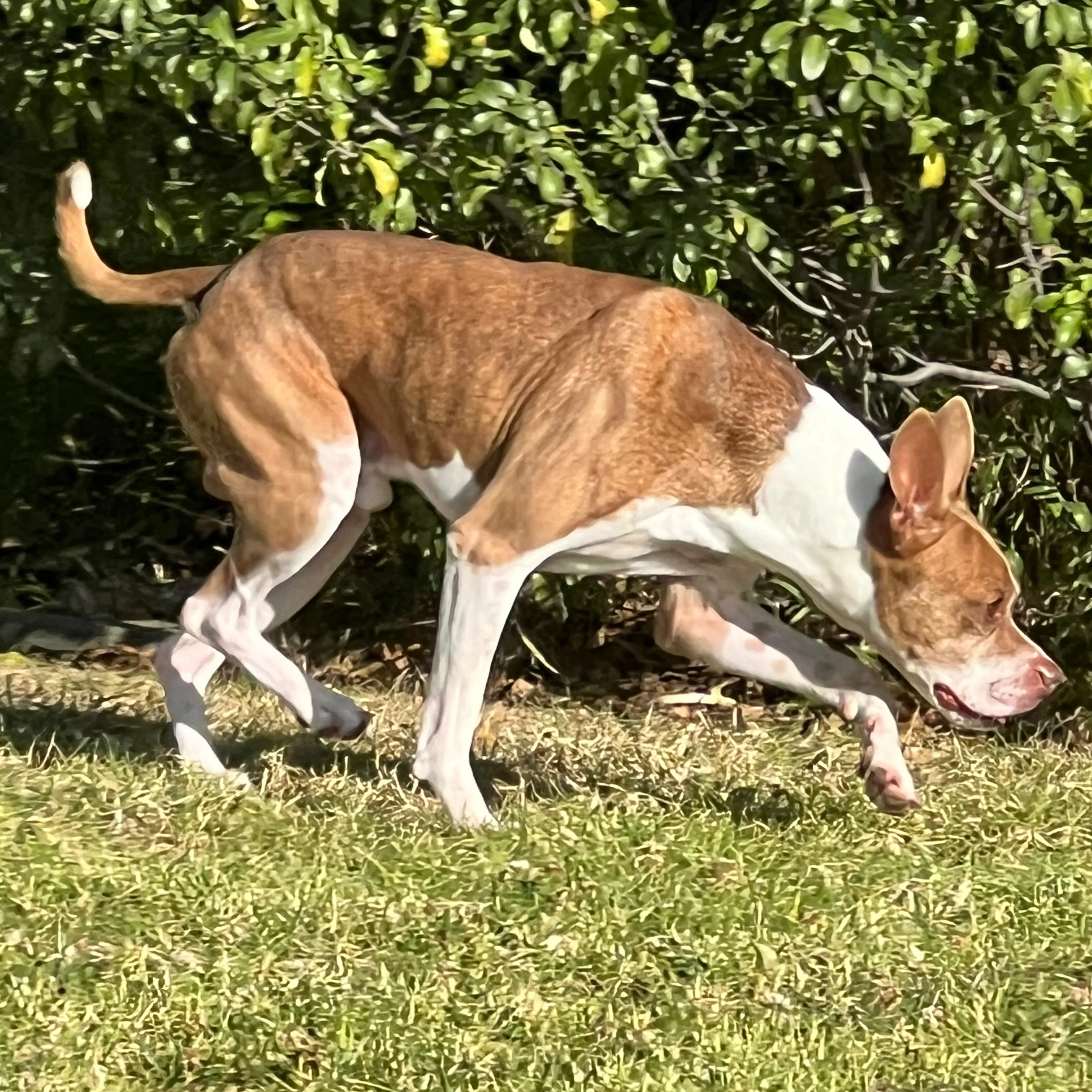 Found pet-1
