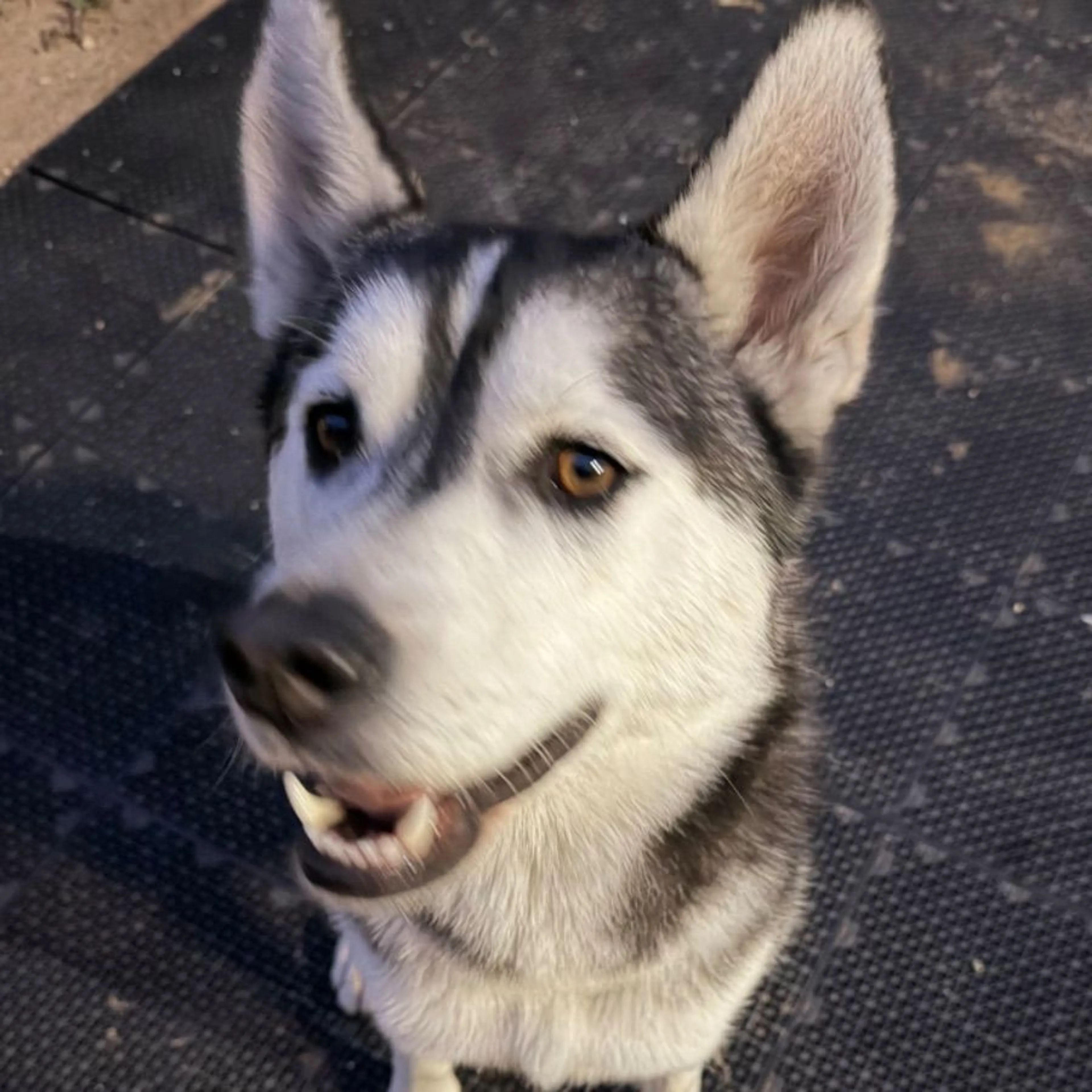 Found pet