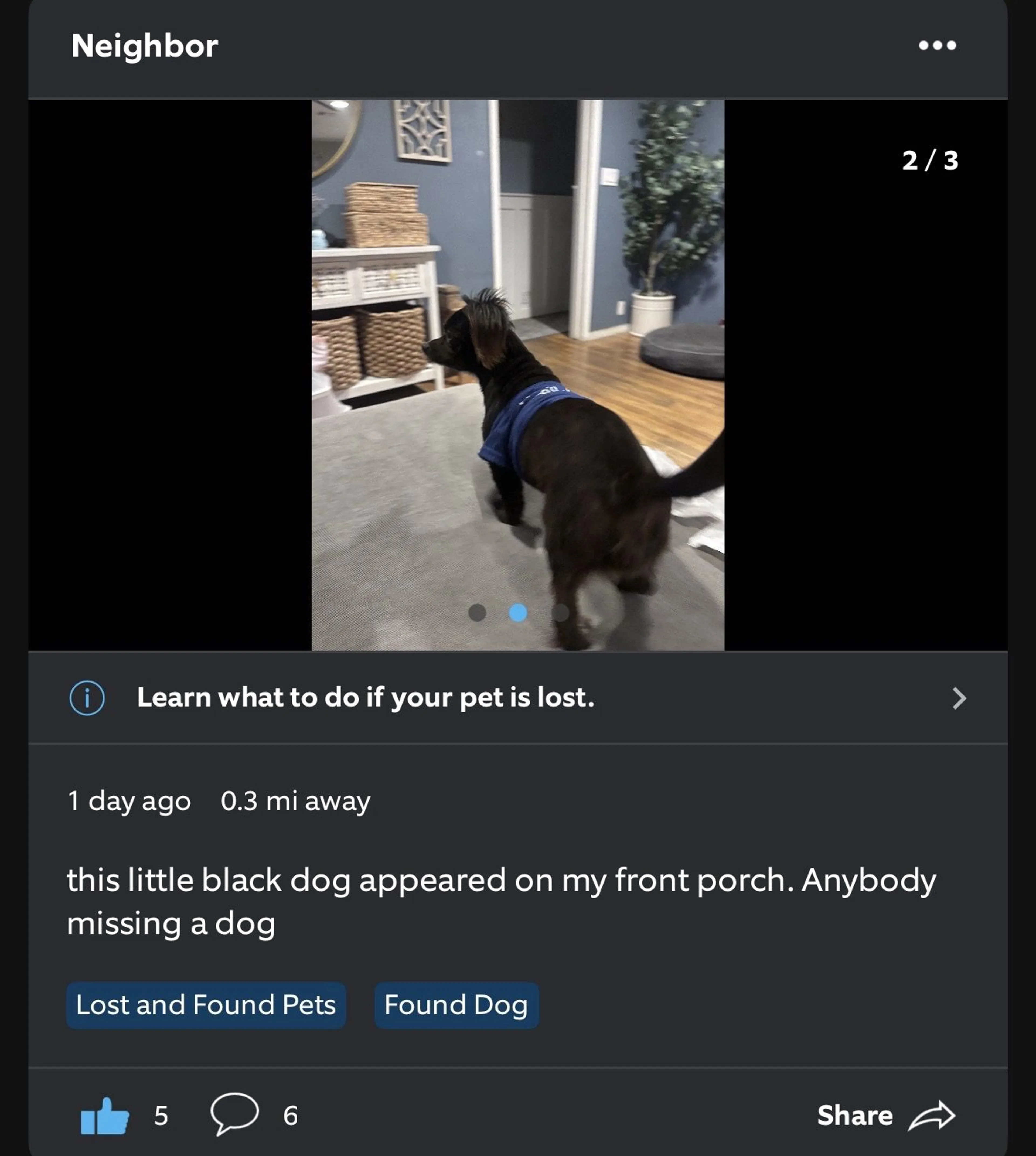 Lost pet-4