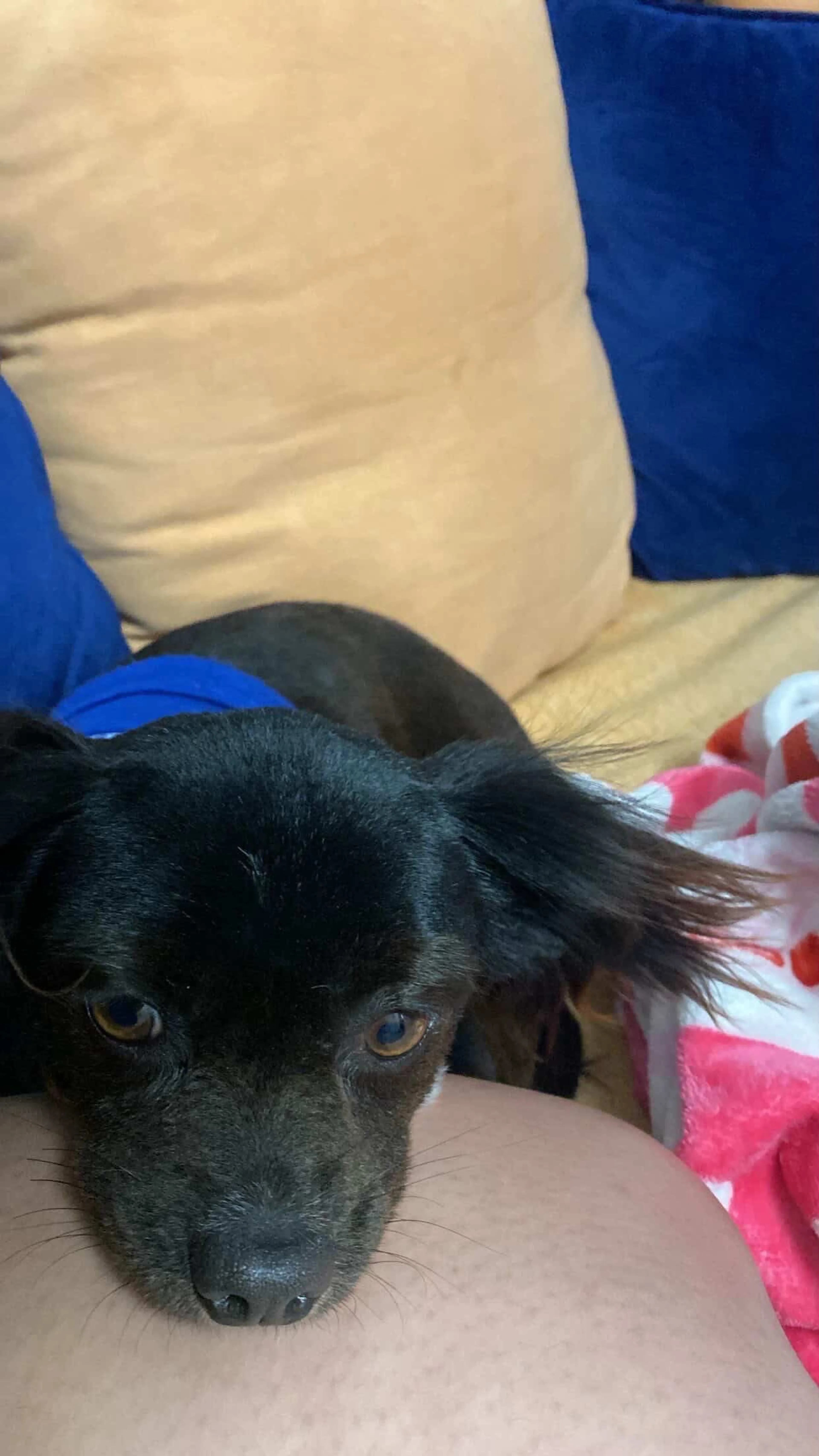 Lost pet-2