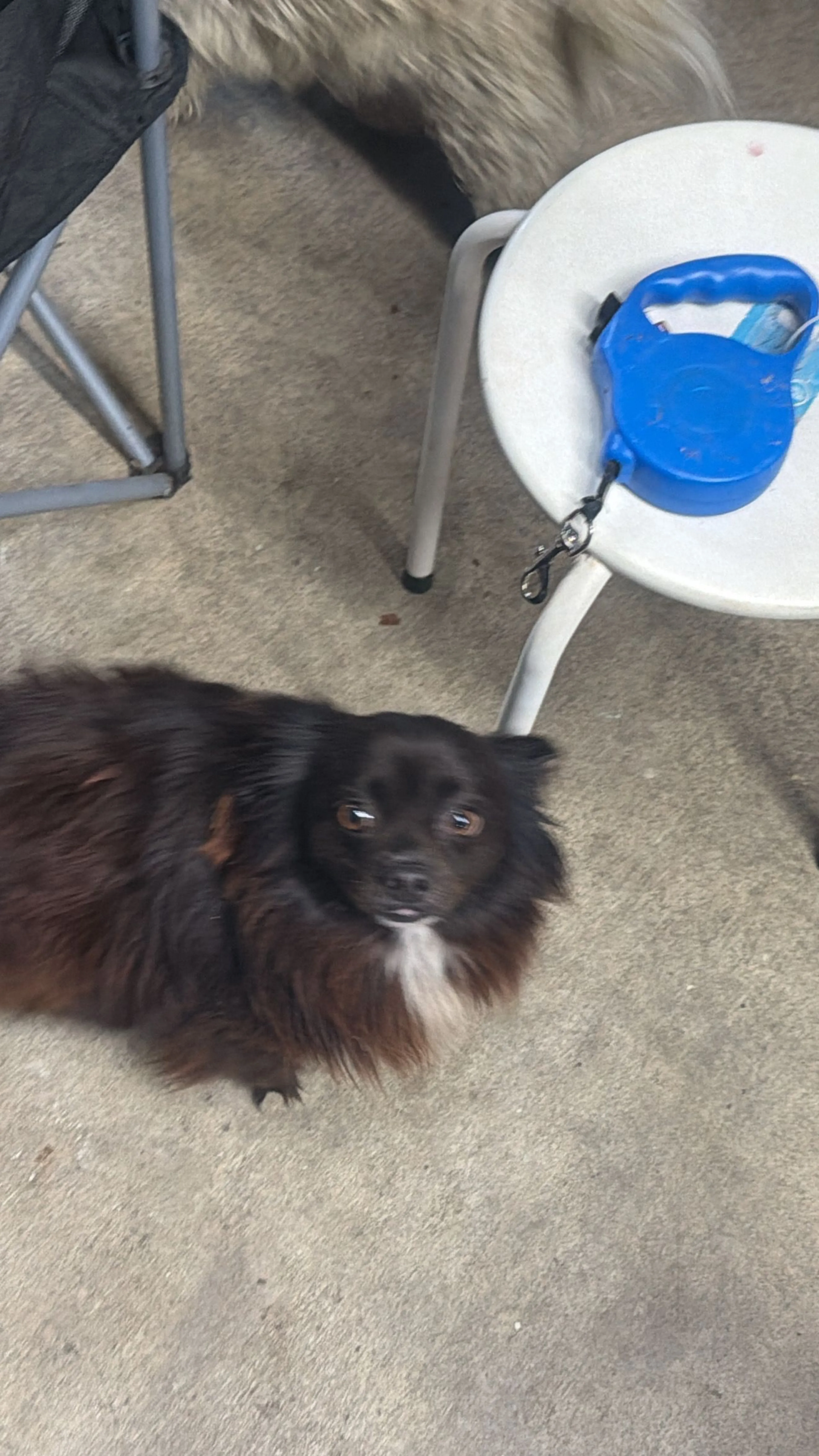 Lost pet-3