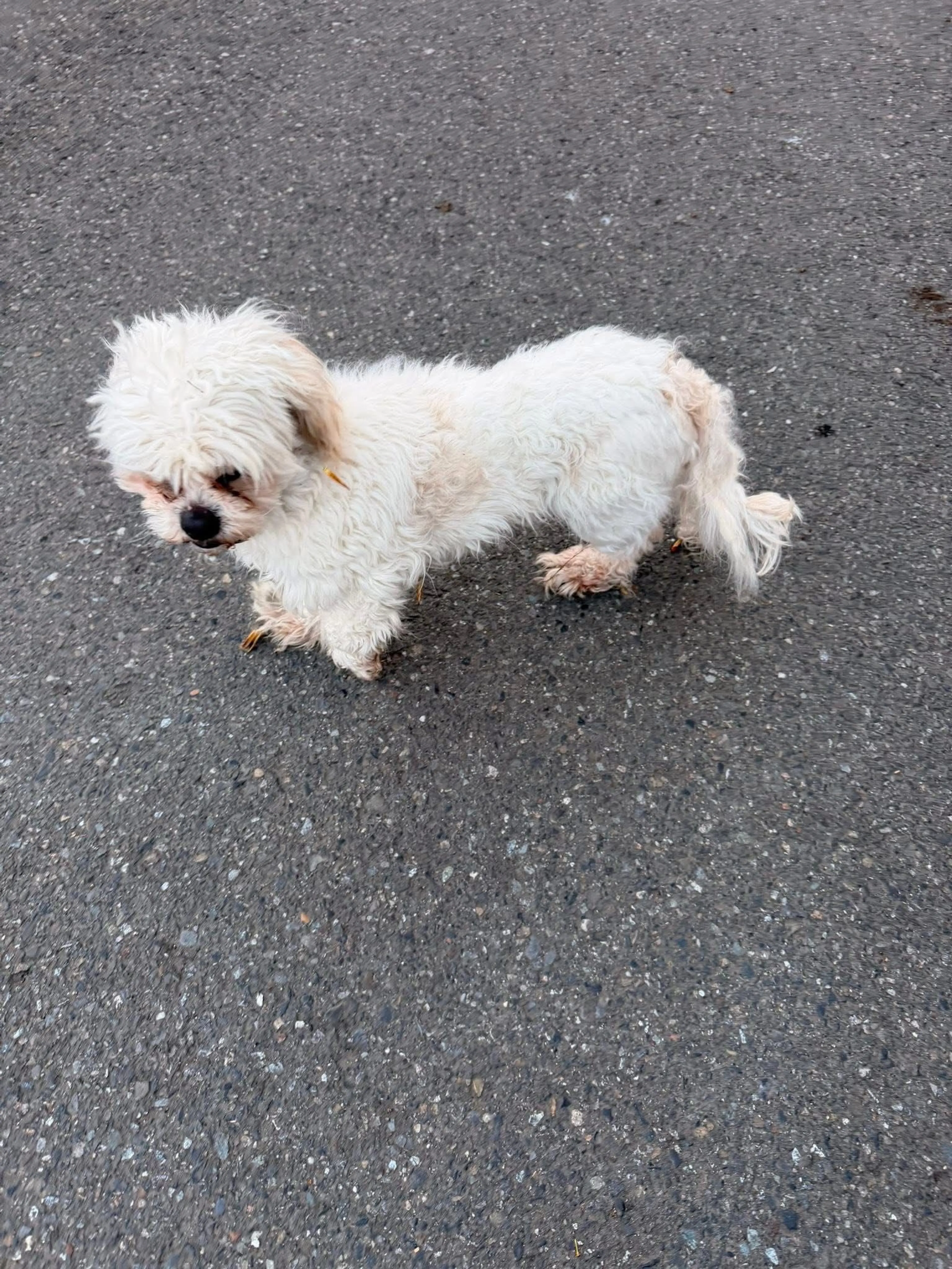 Lost pet-1