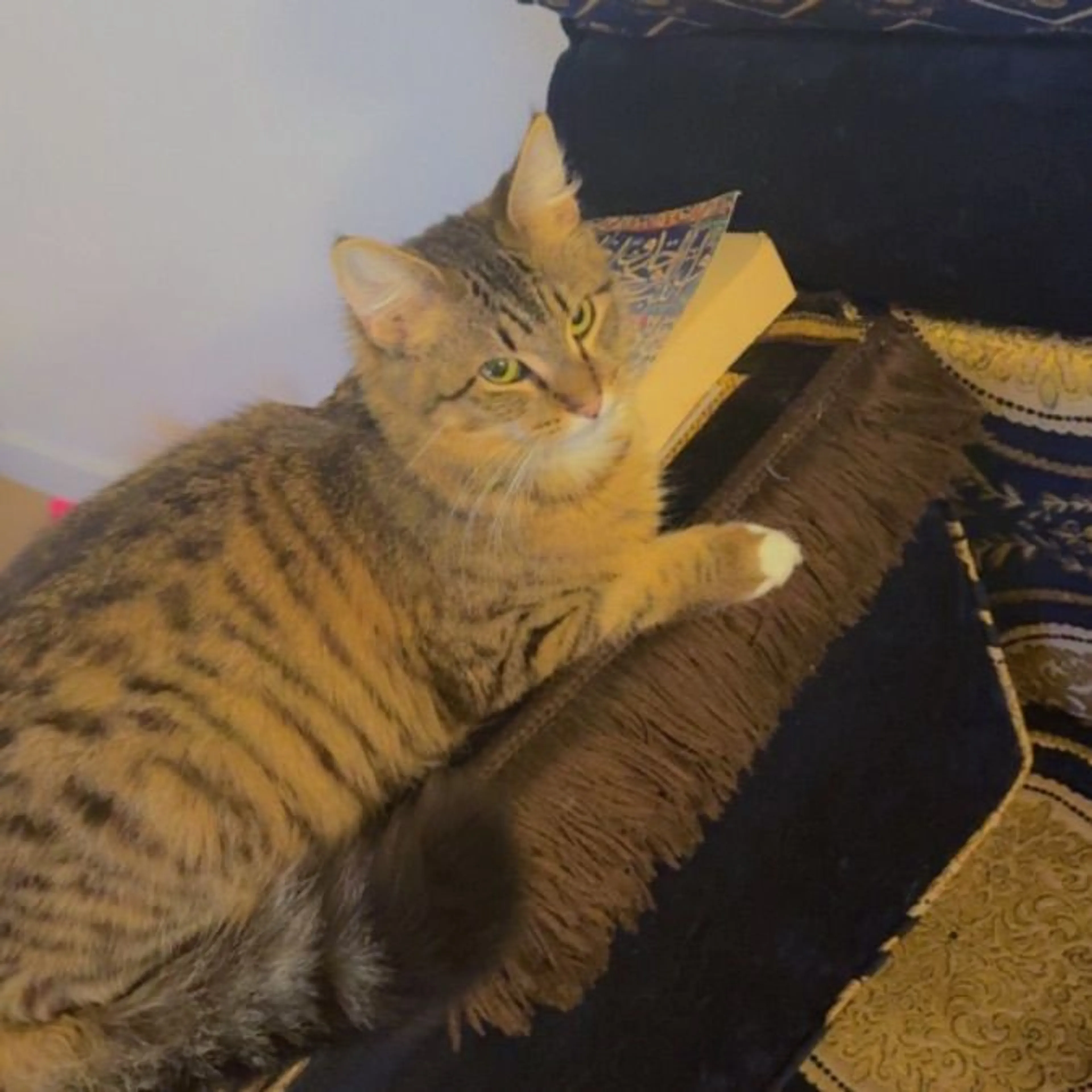 Lost pet-0