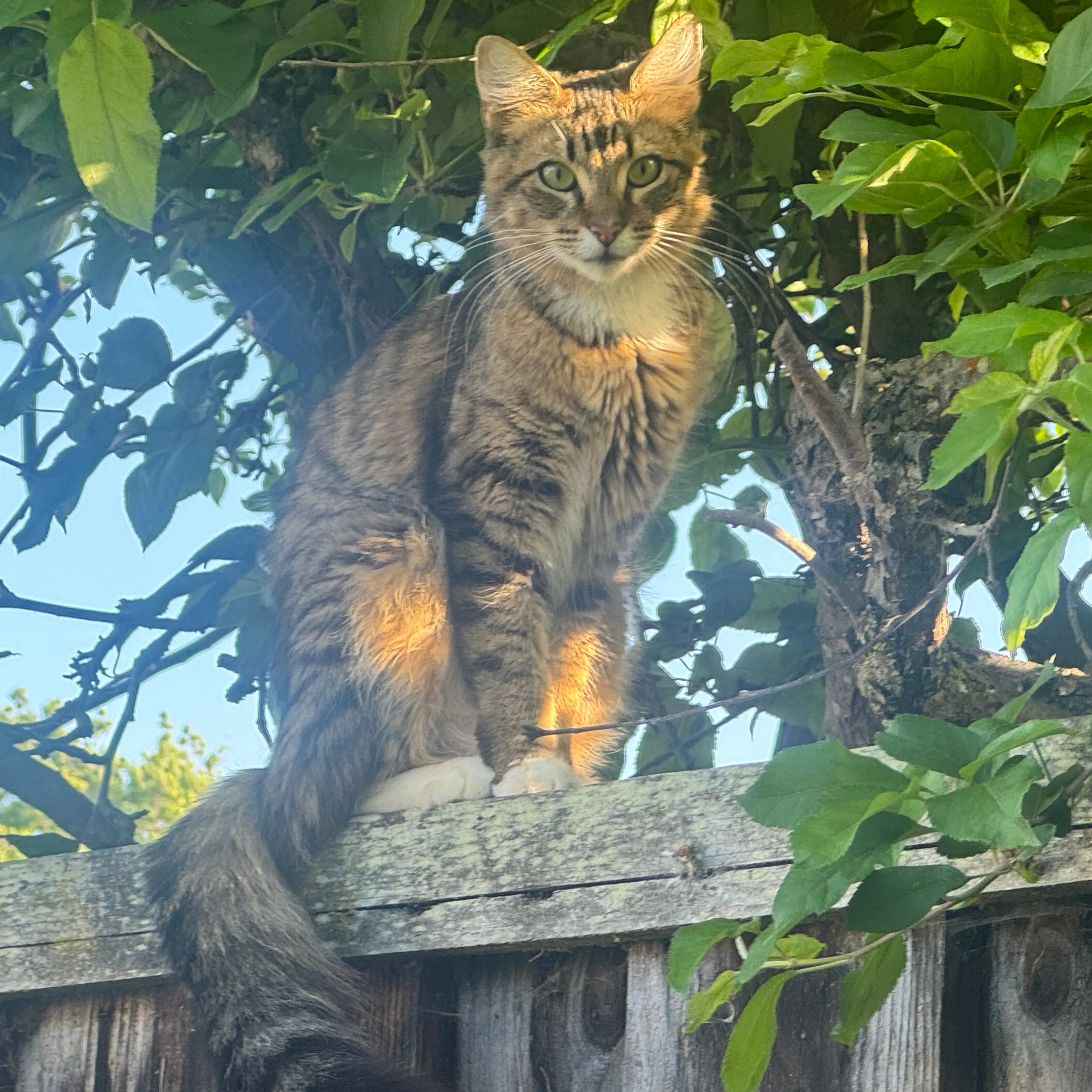 Lost pet-1
