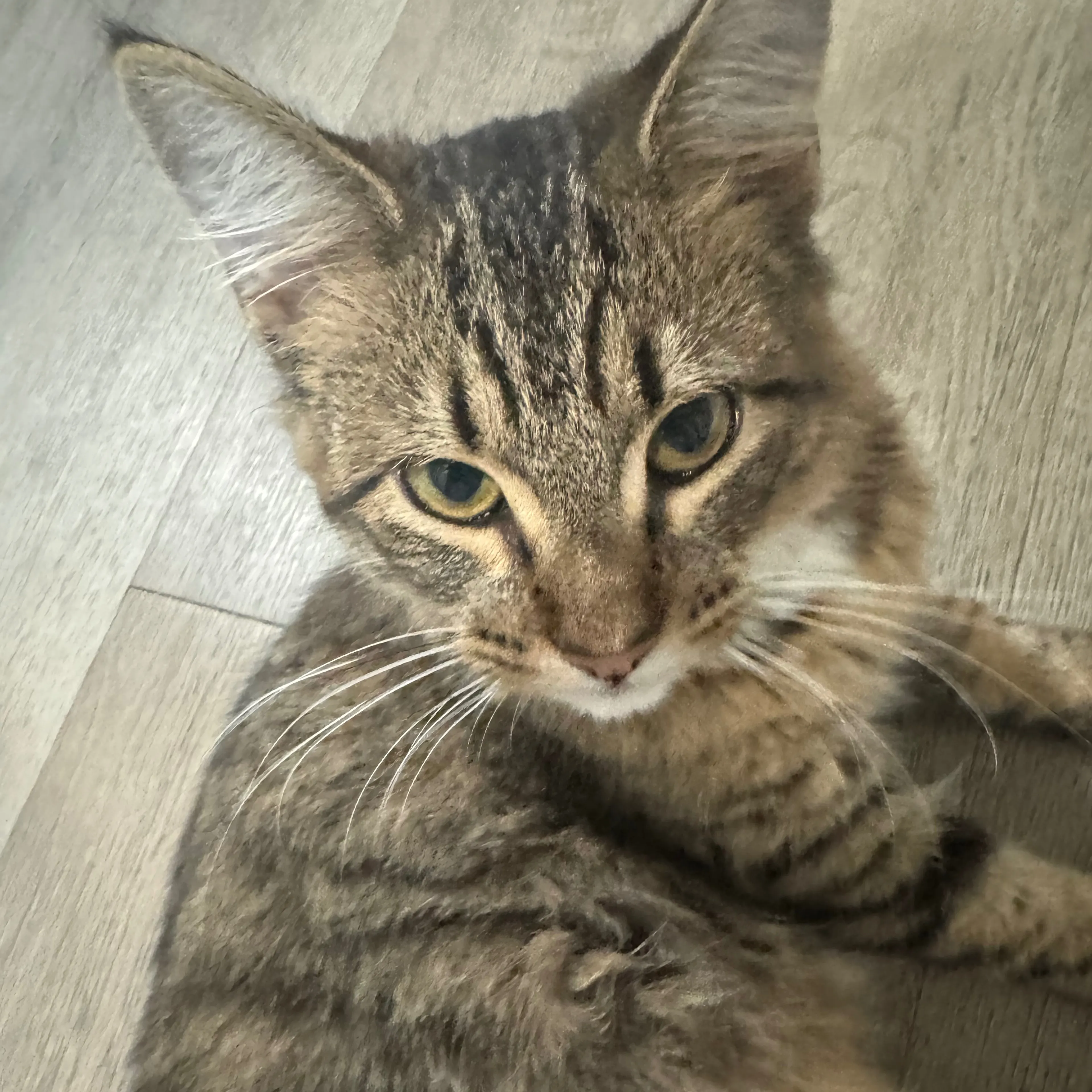 Lost pet-2