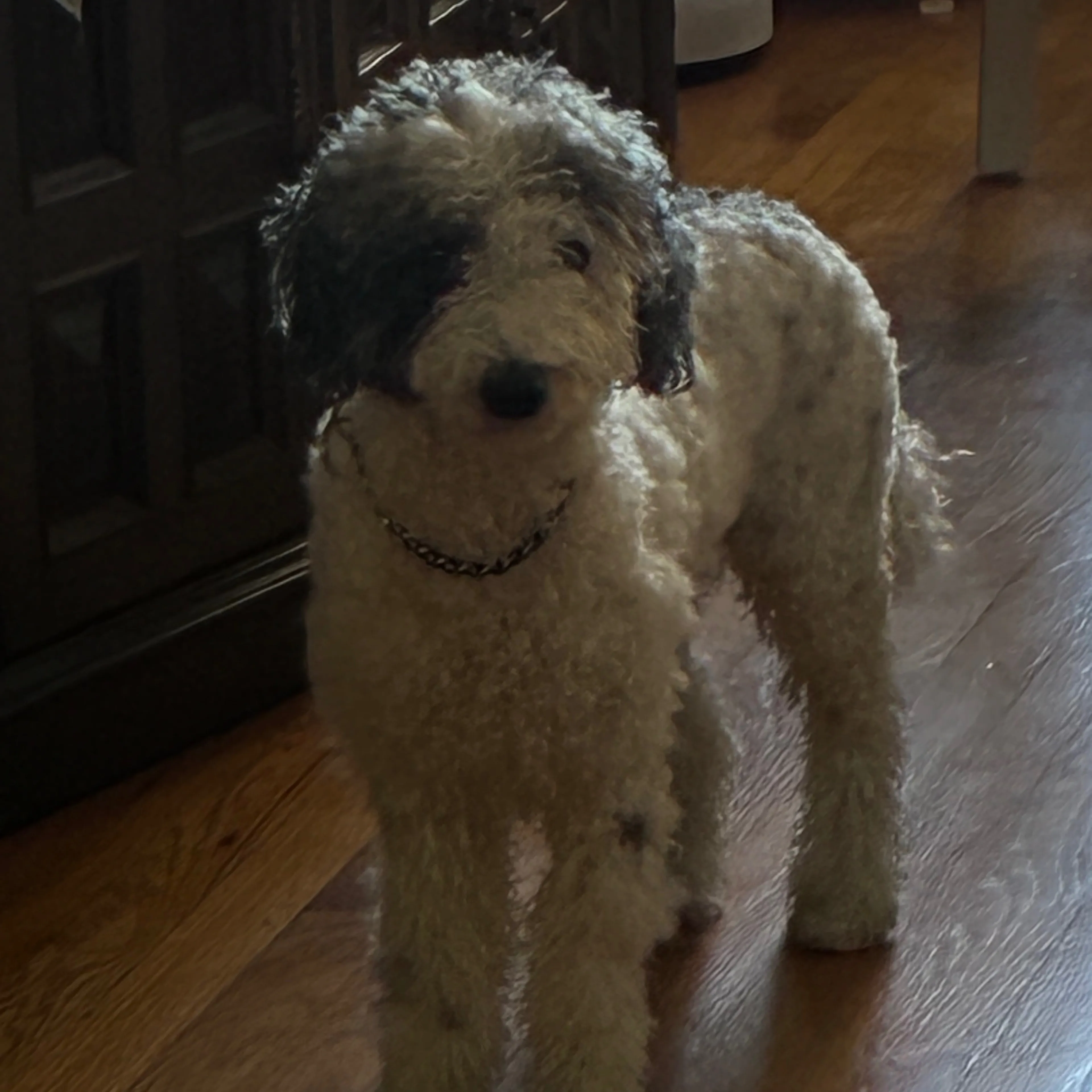 Lost pet