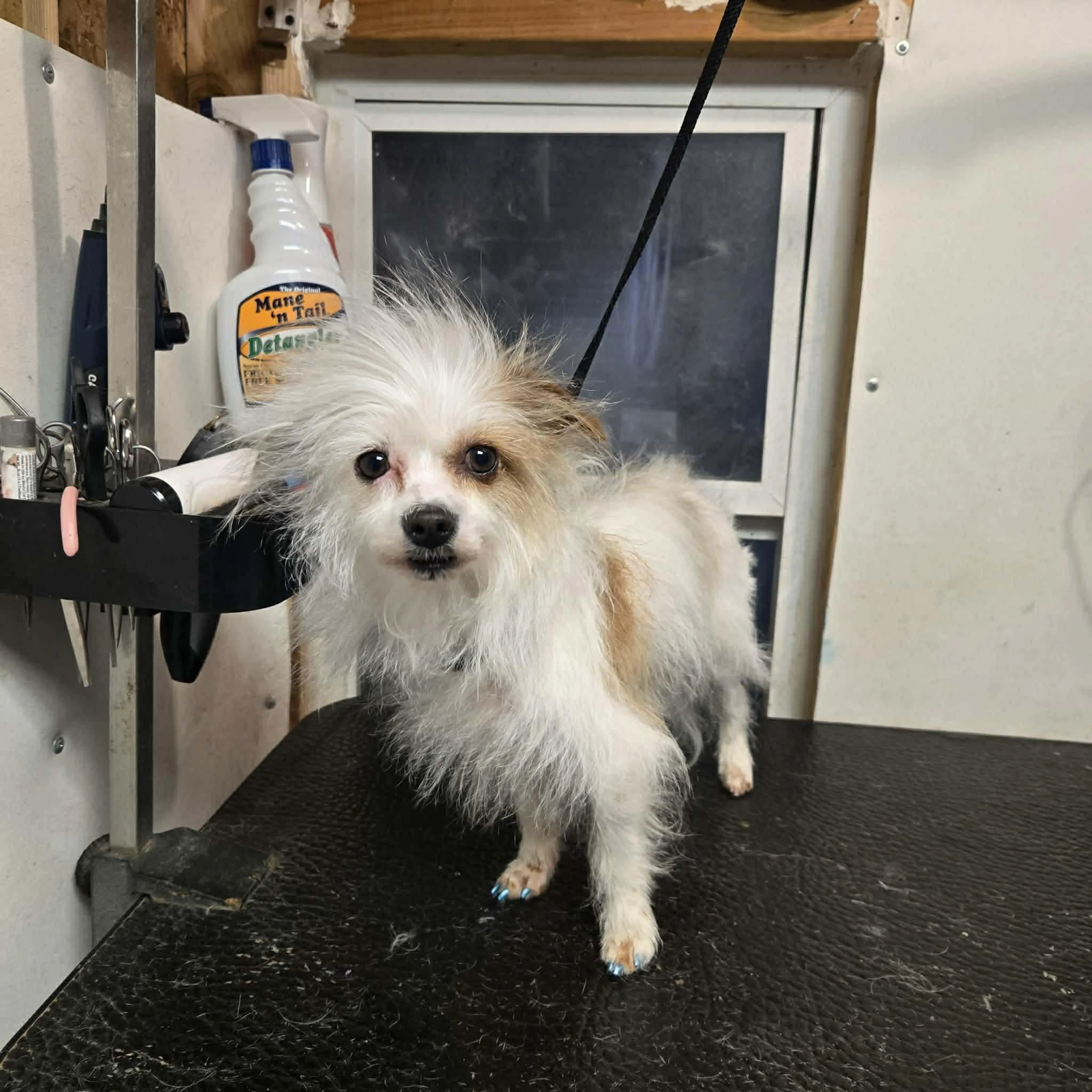 Found pet-0