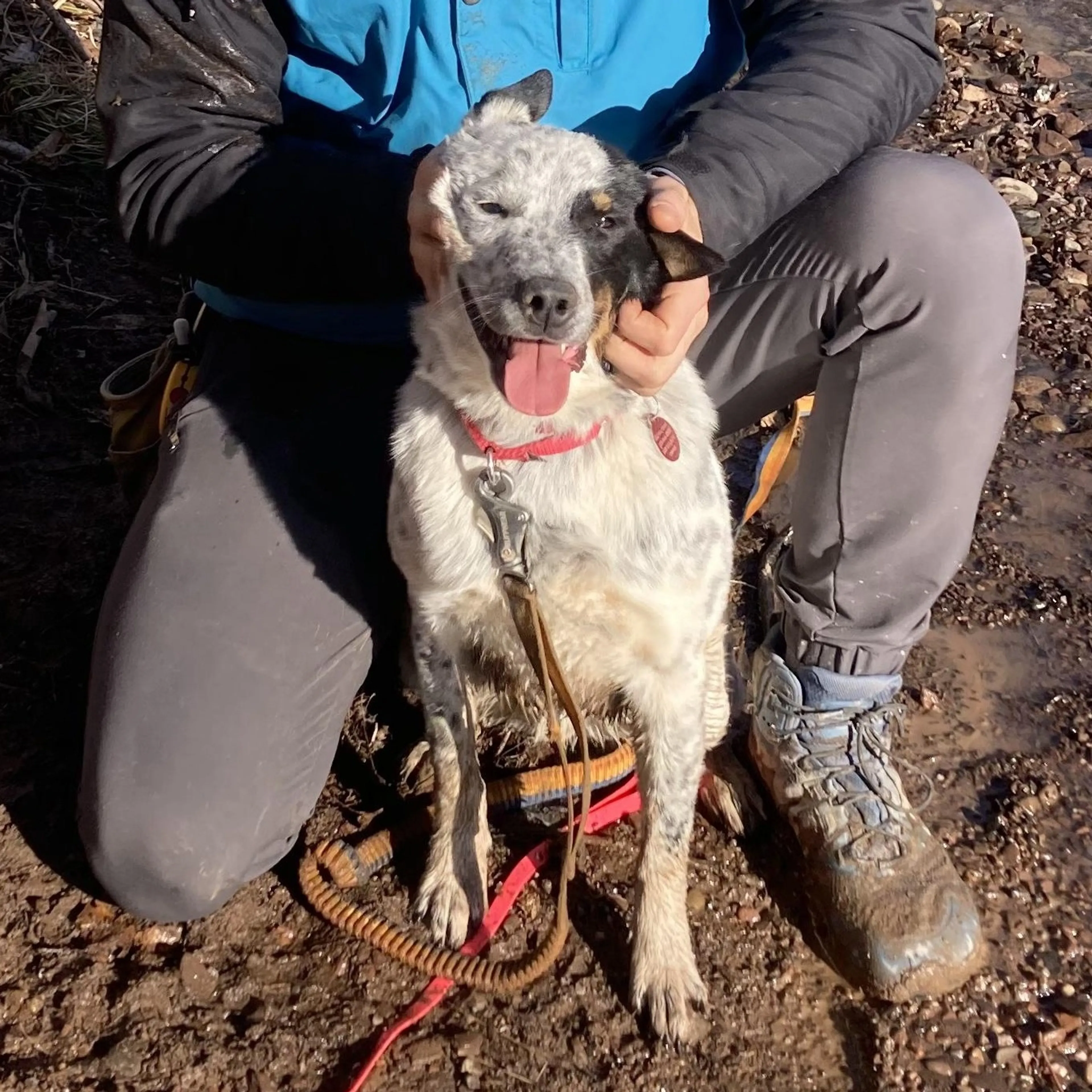 Found pet-4
