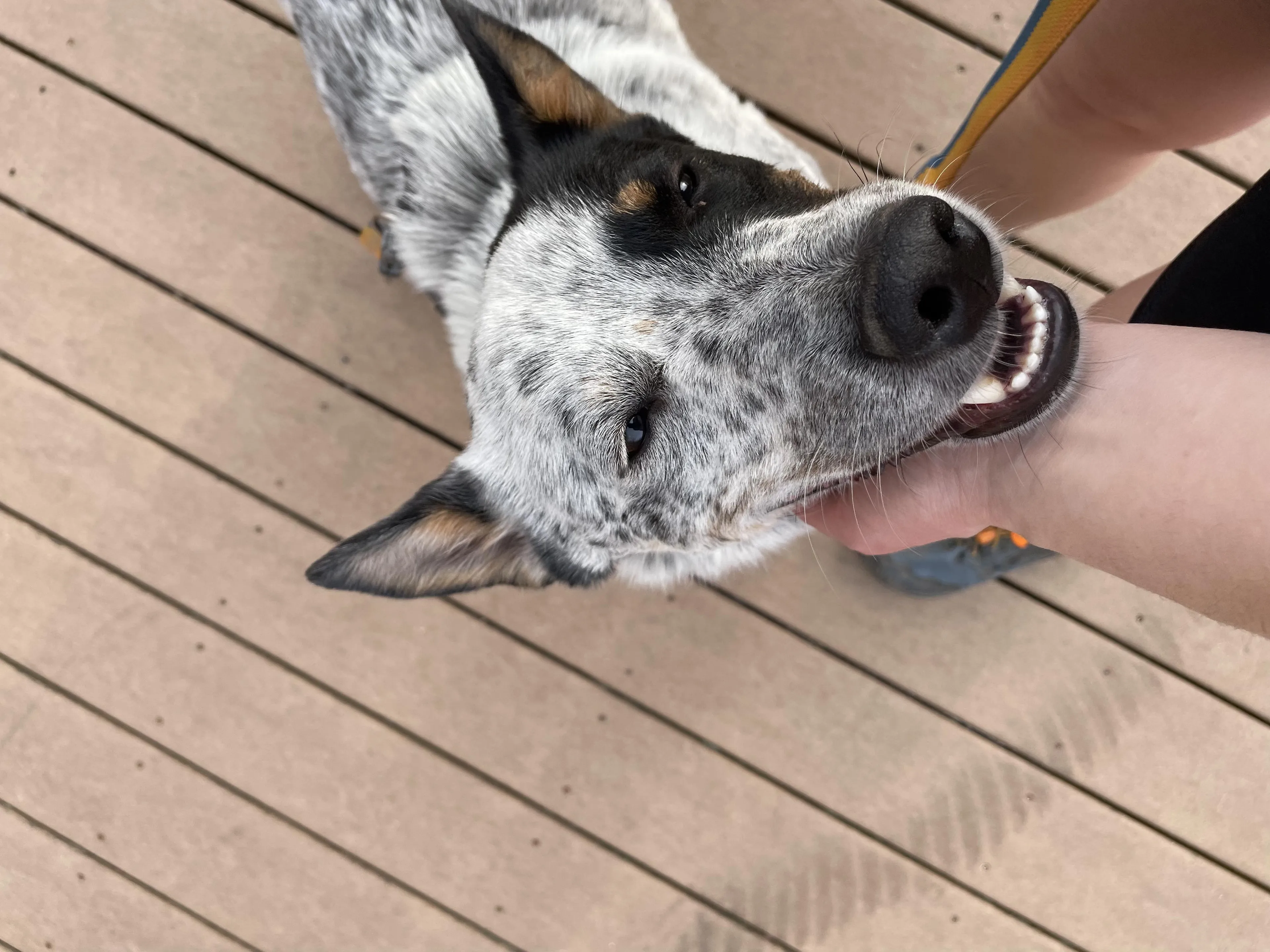 Found pet-2