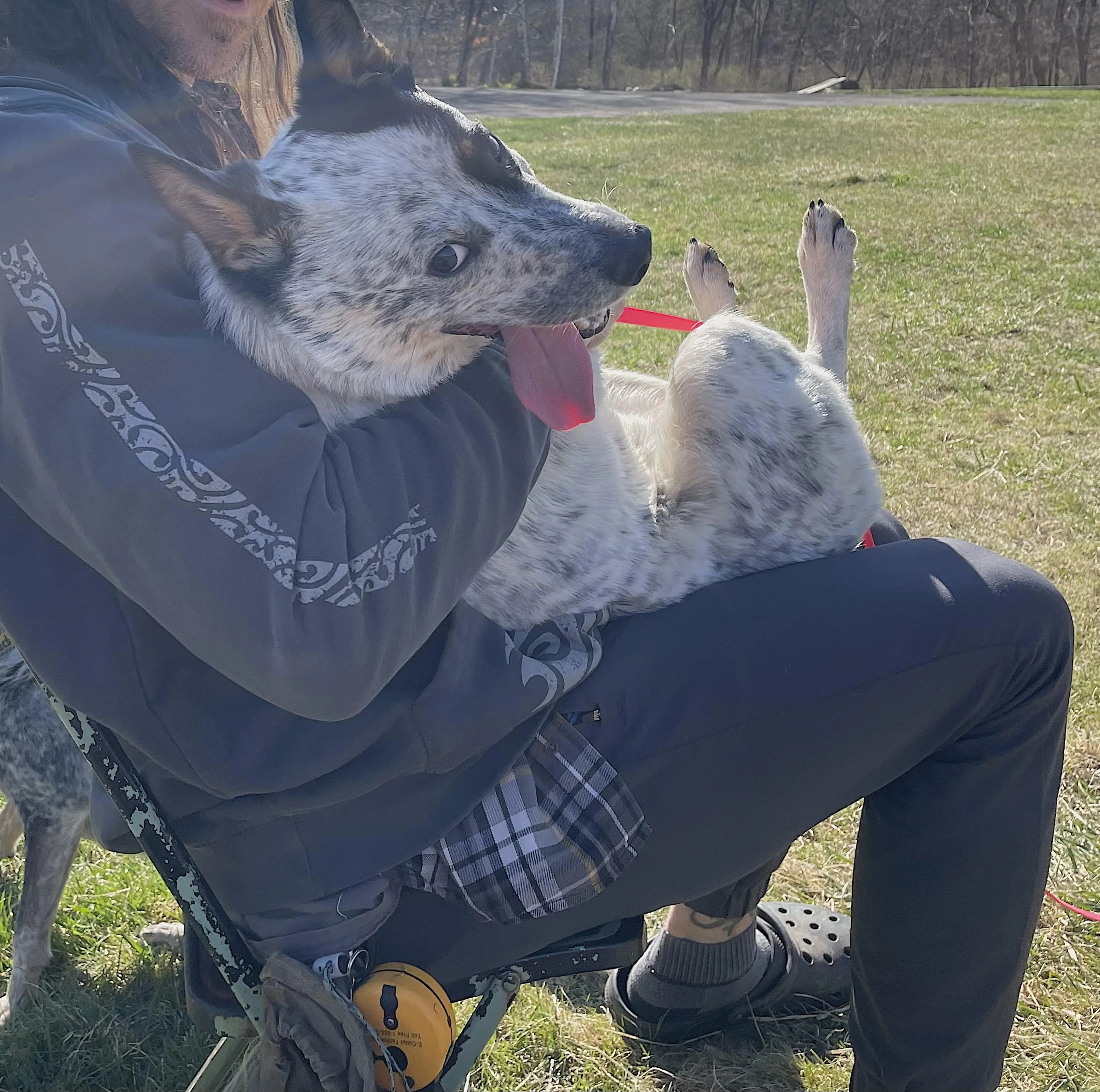 Found pet-3