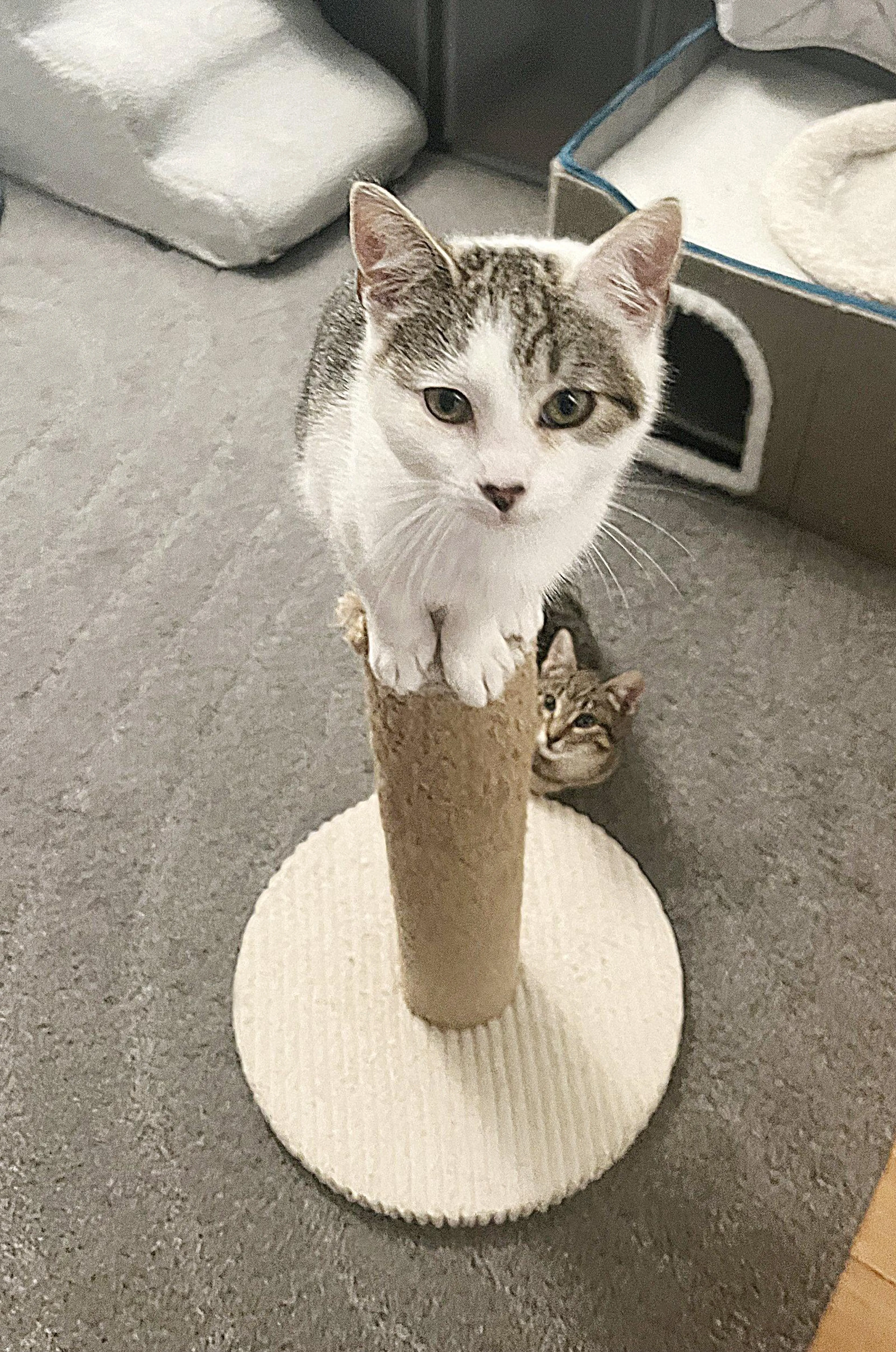 Found pet-0