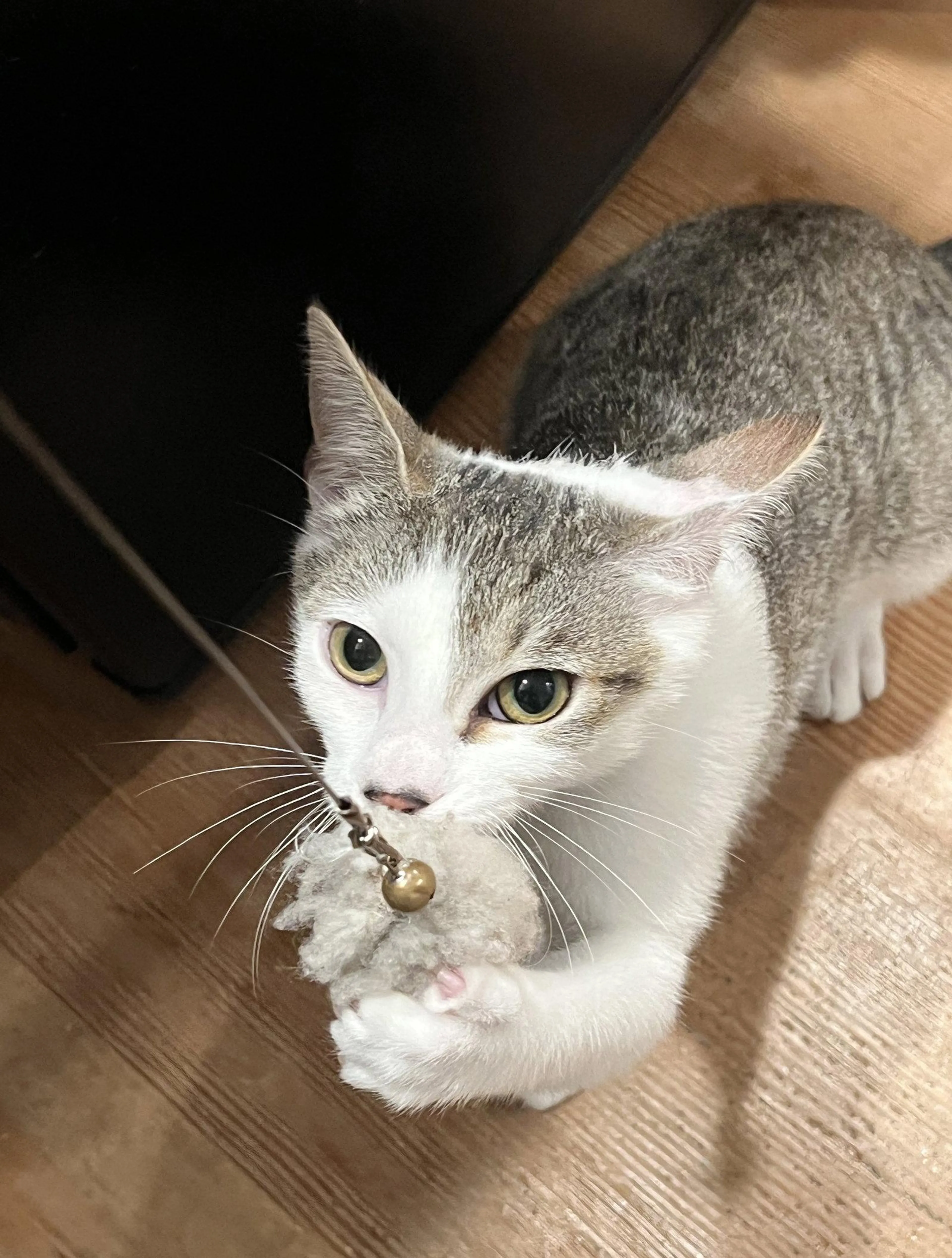 Found pet-1