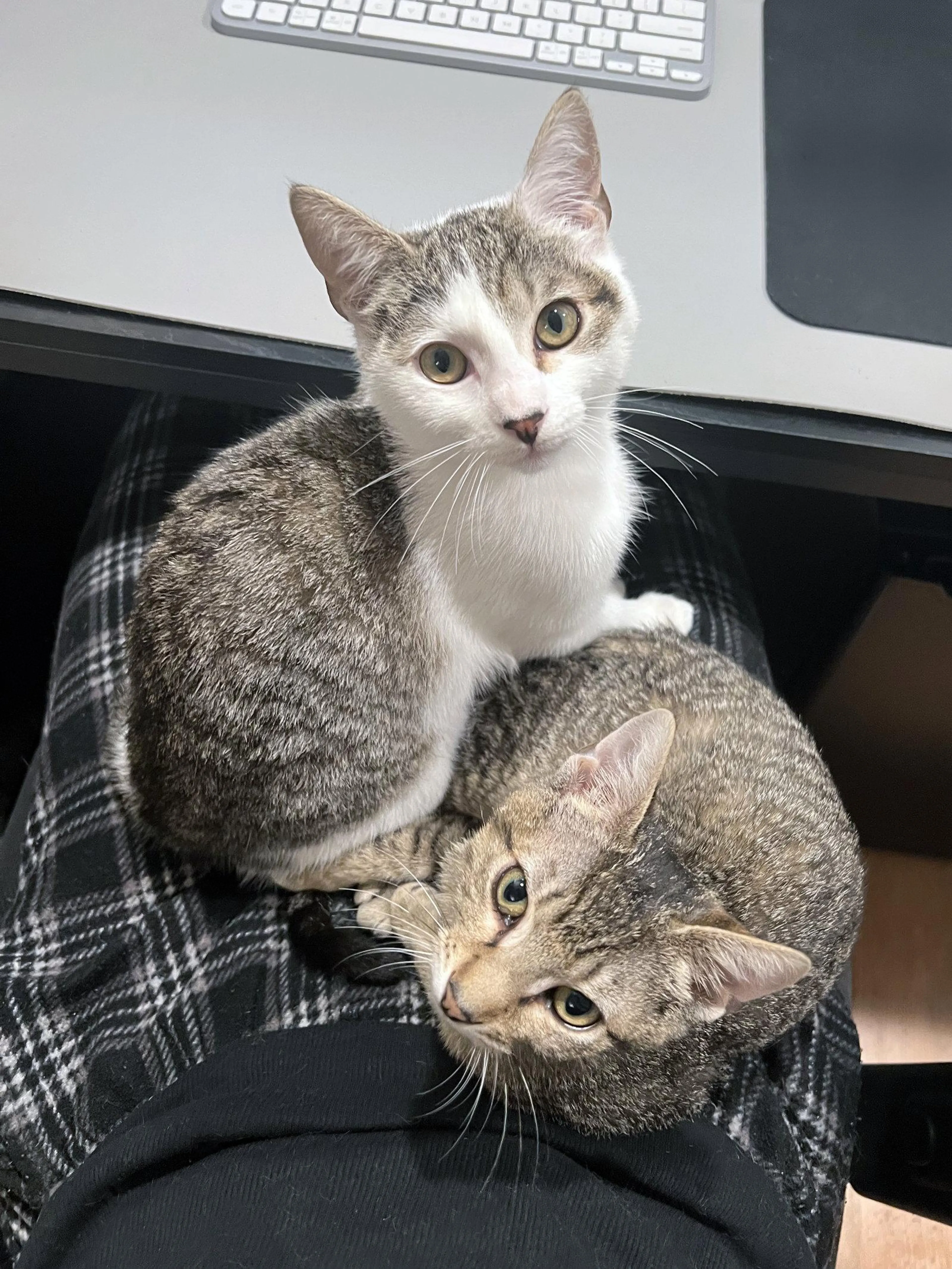 Found pet-2