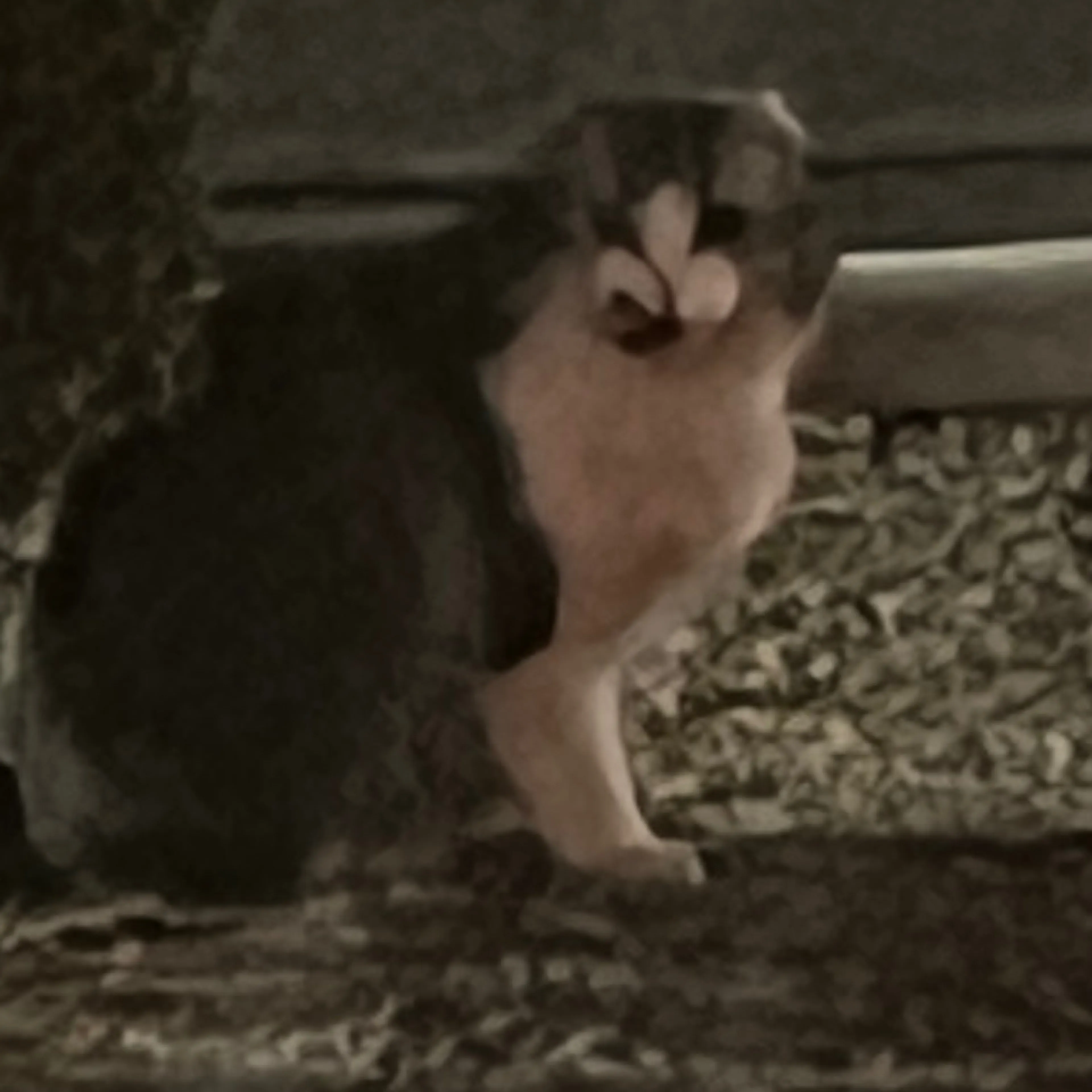 Found pet-2
