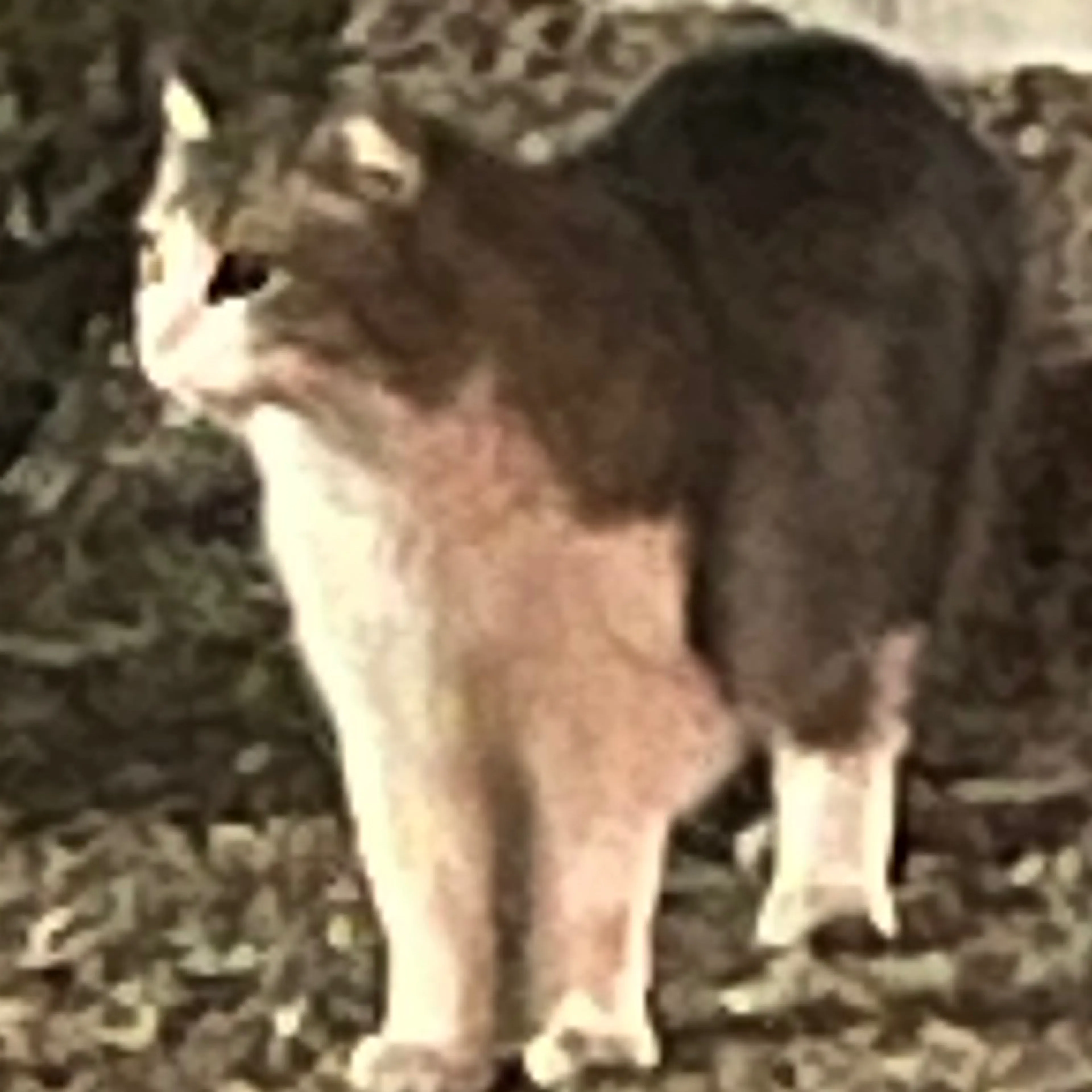 Found pet-1