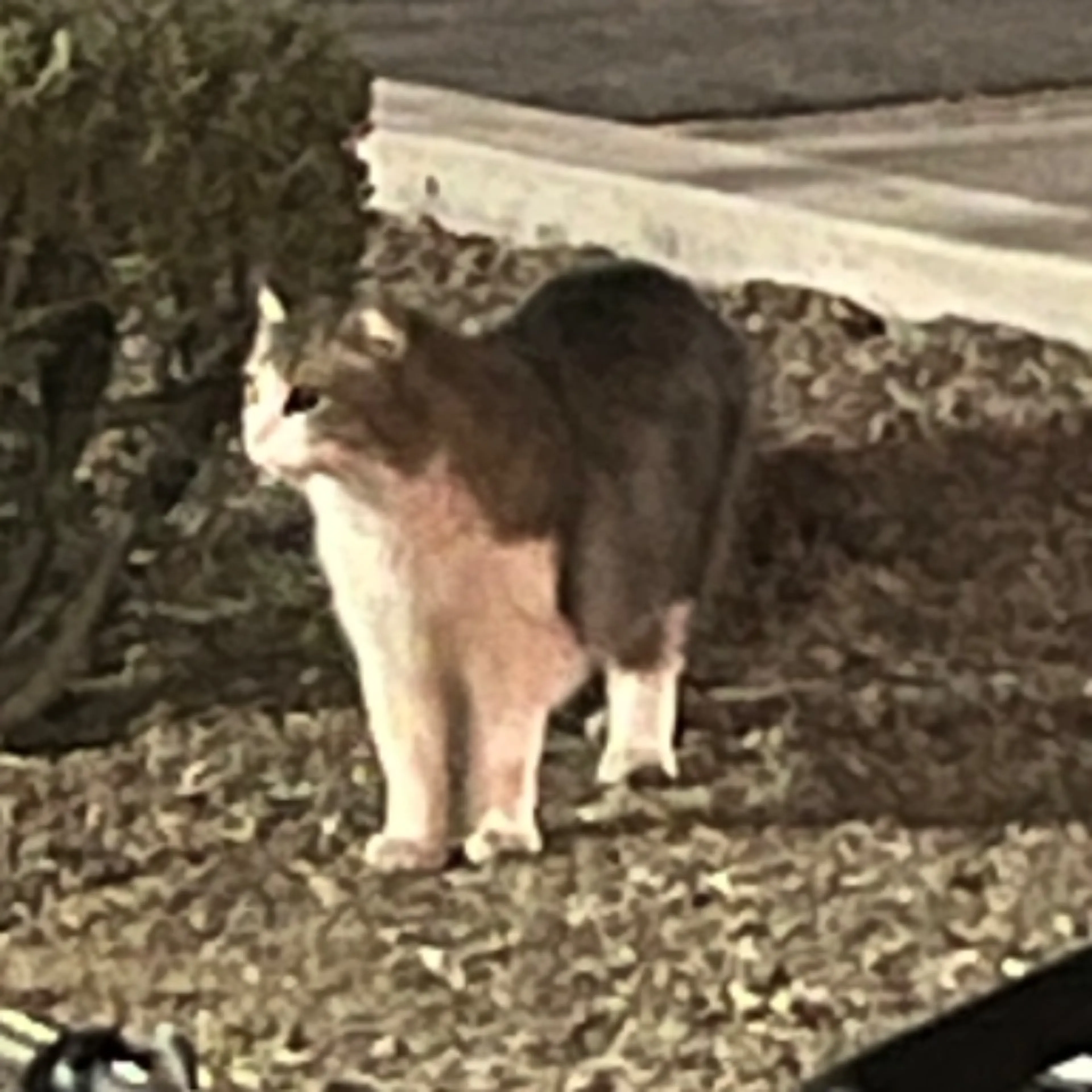 Found pet-0