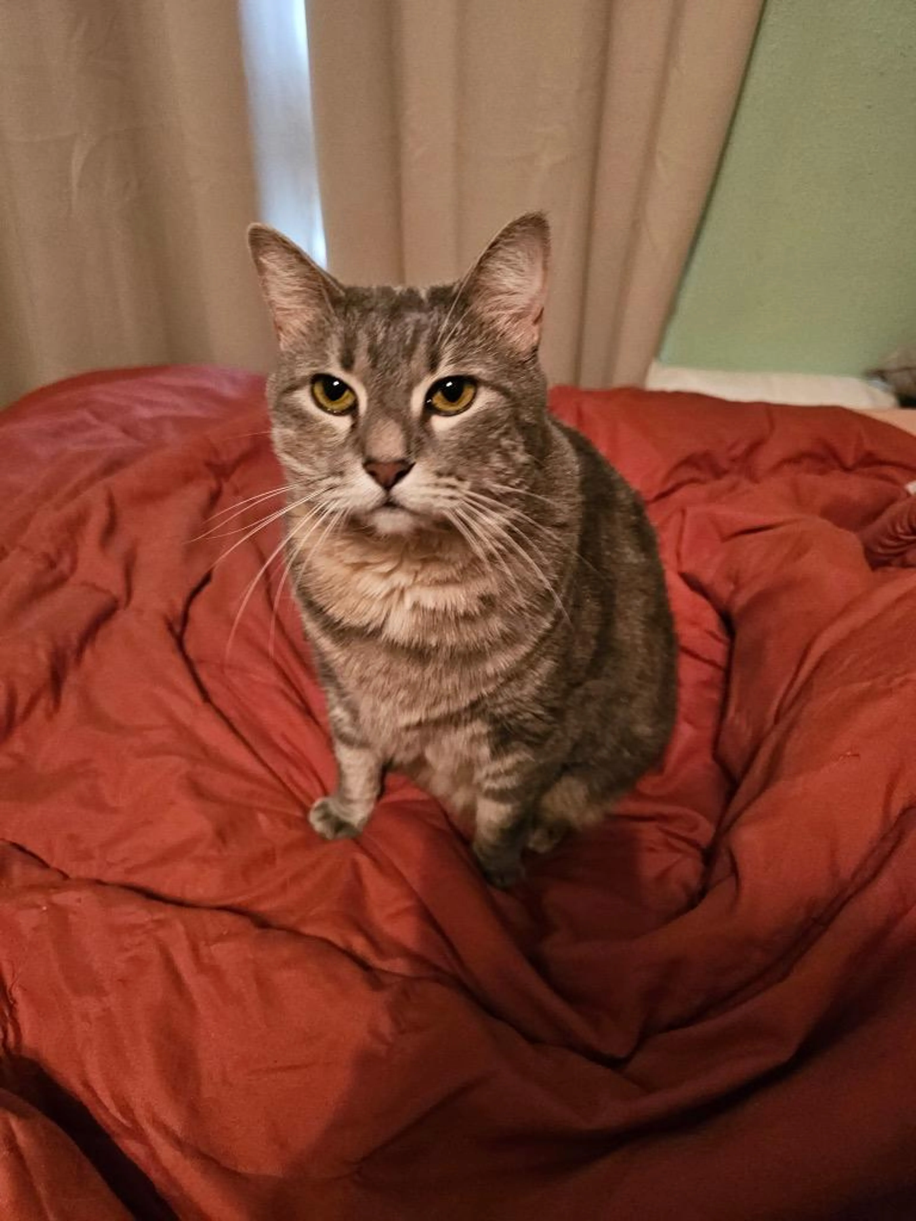 Found pet