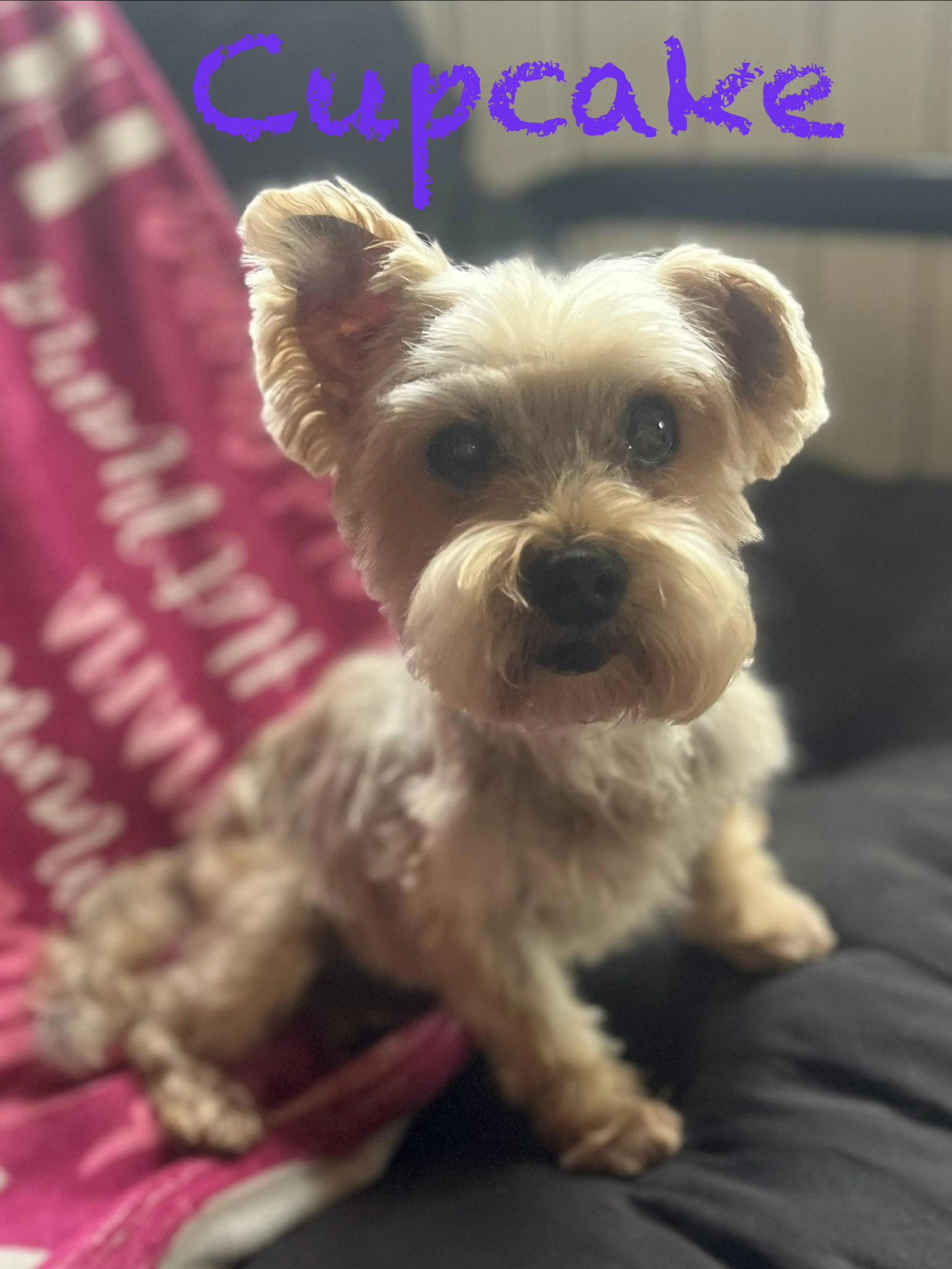 Found pet-1