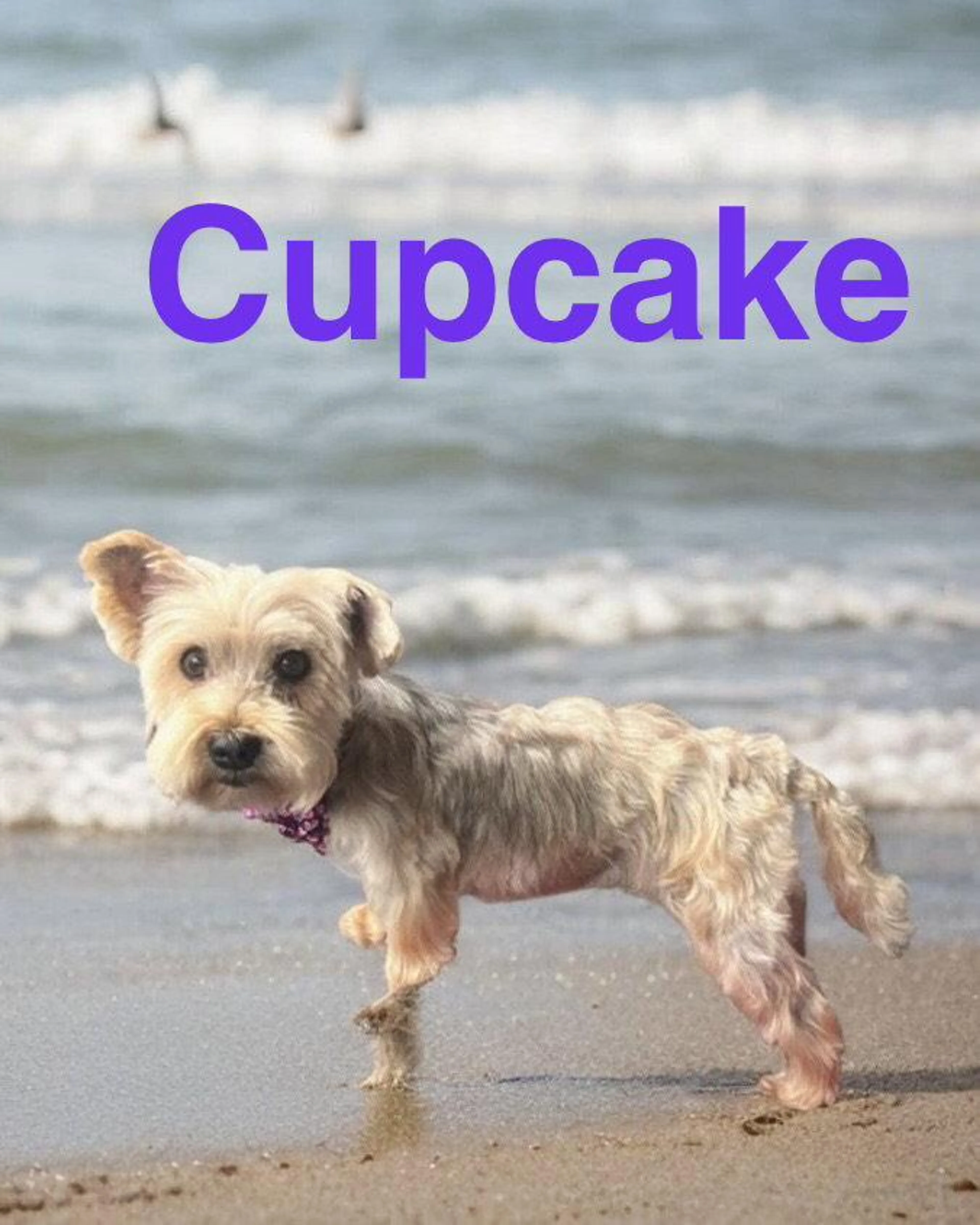 Found pet-2