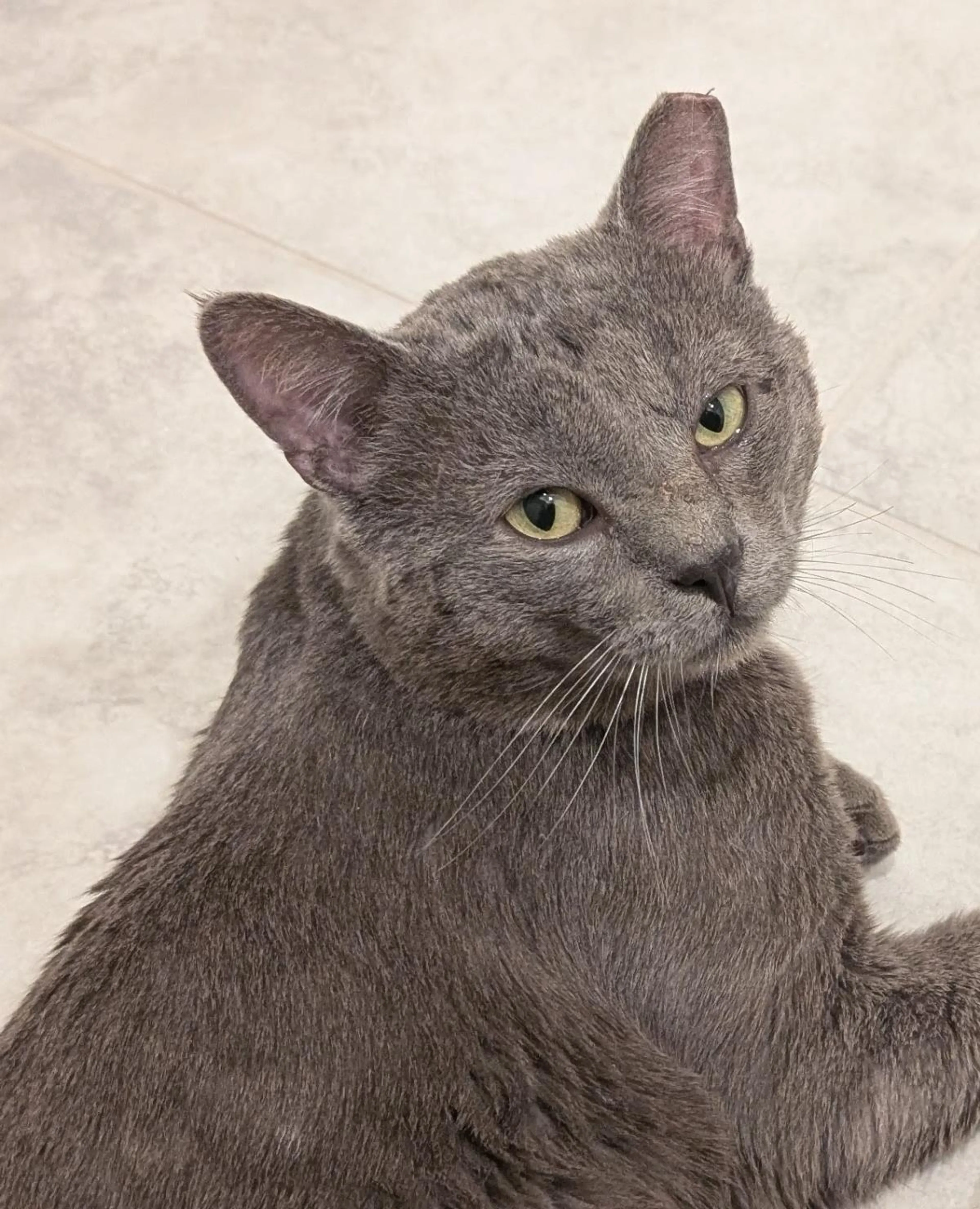 Found pet-1
