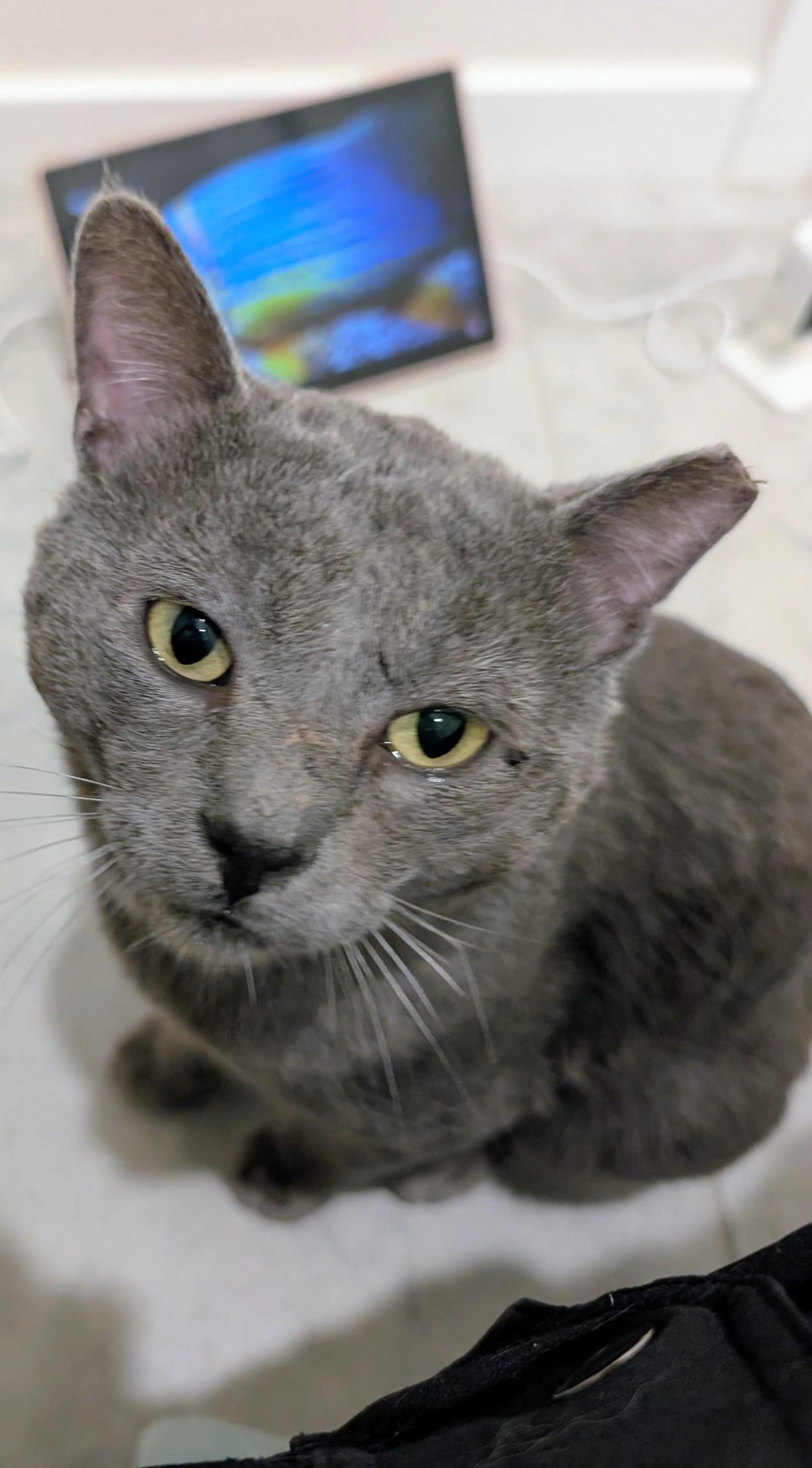 Found pet-0