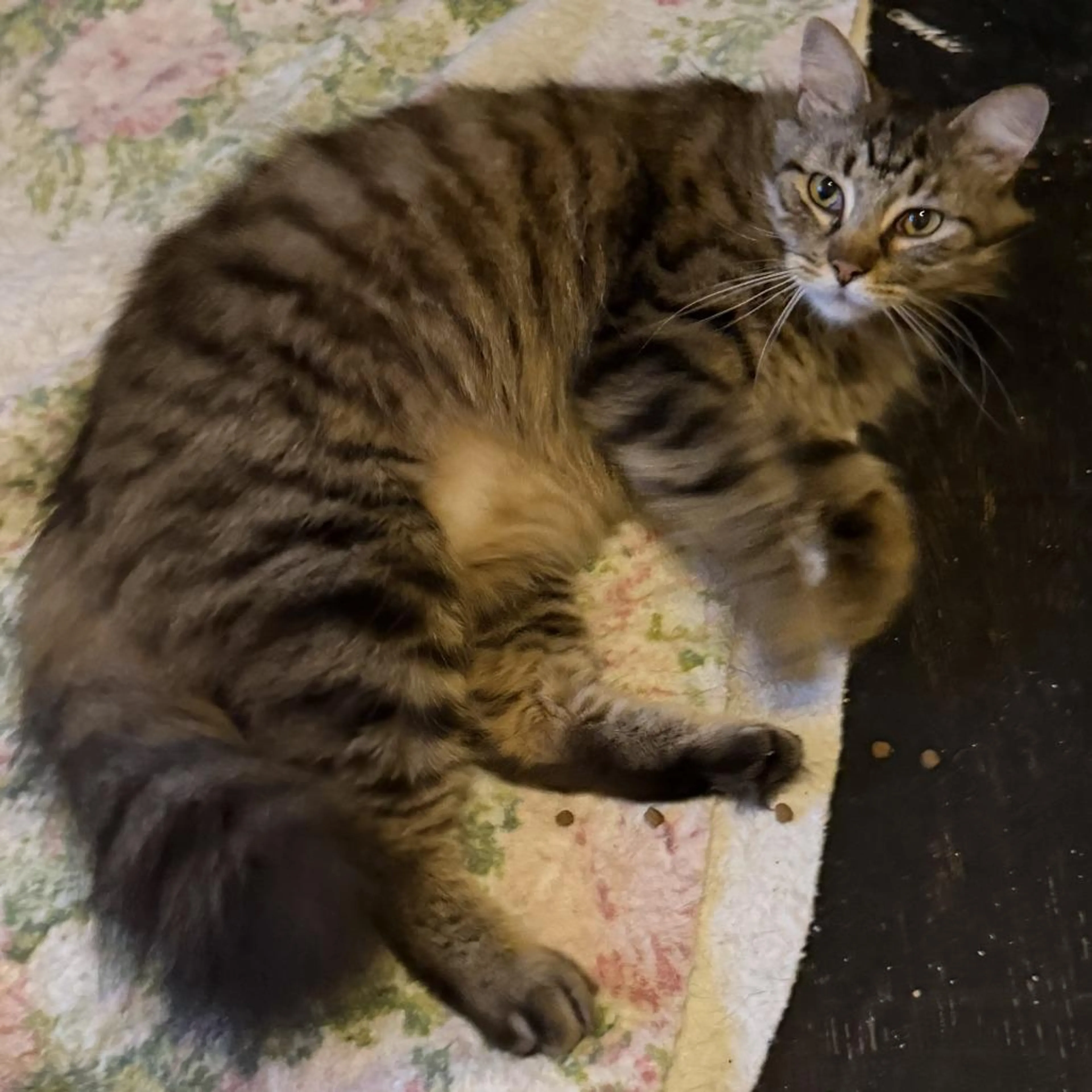 Found pet-0