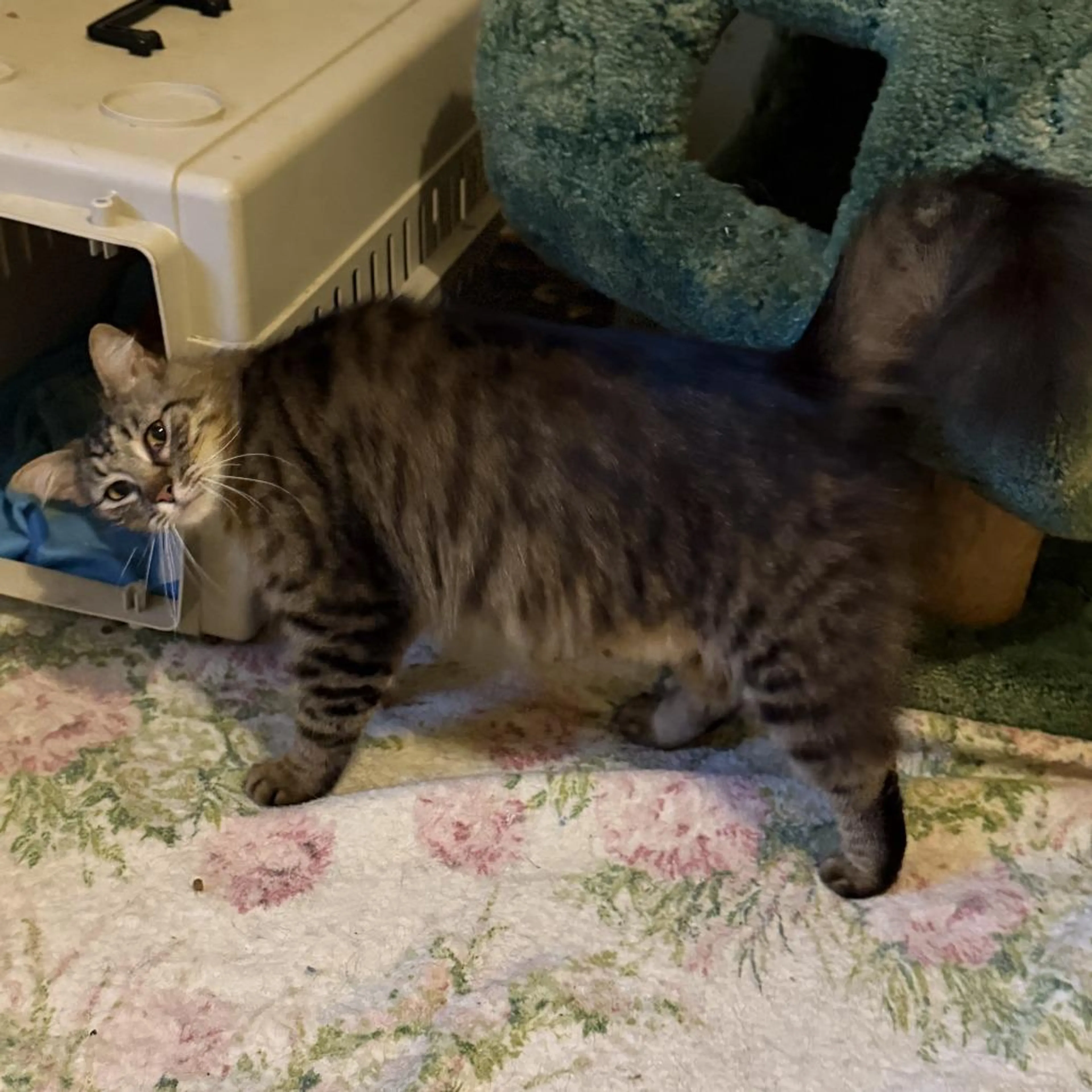 Found pet-3