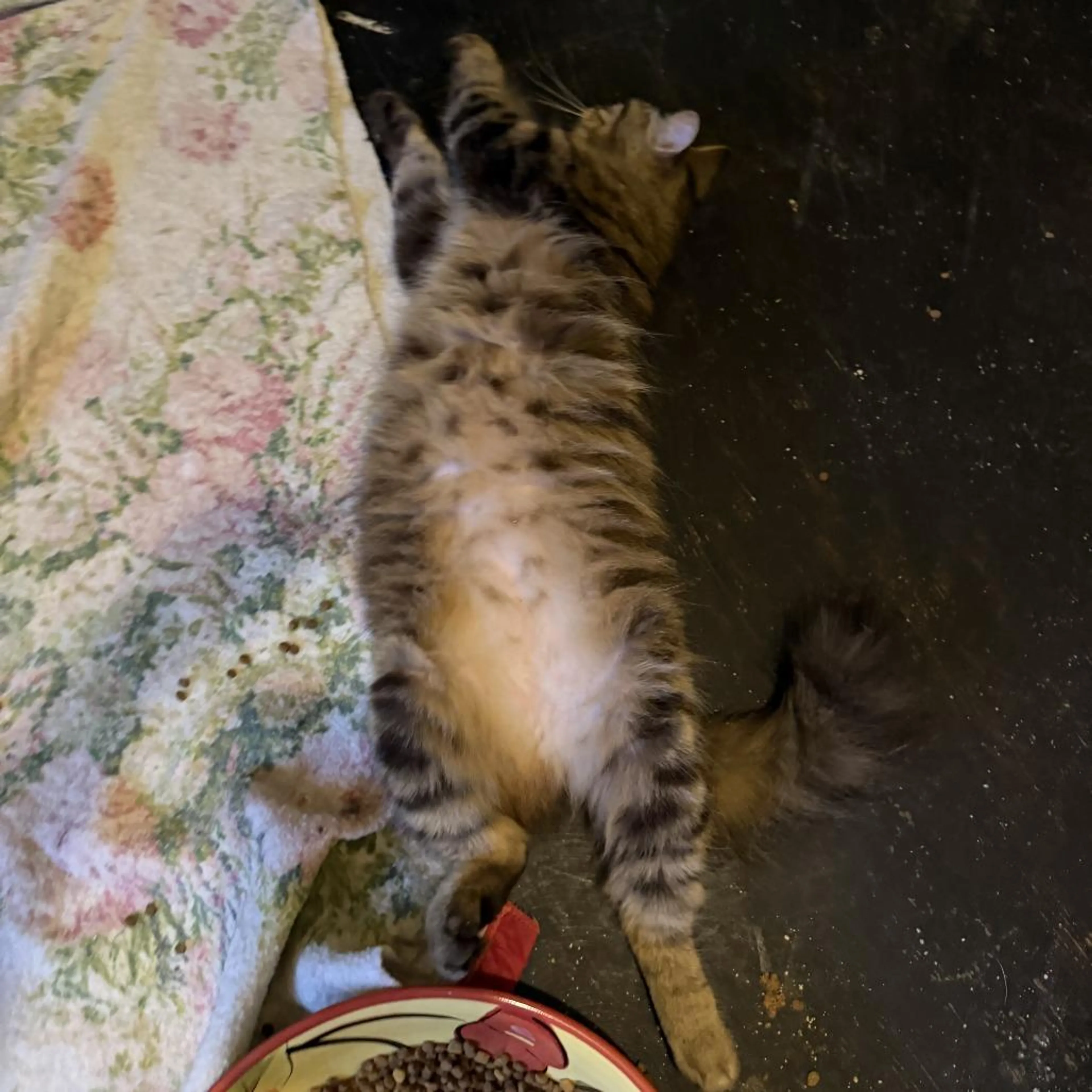 Found pet-1