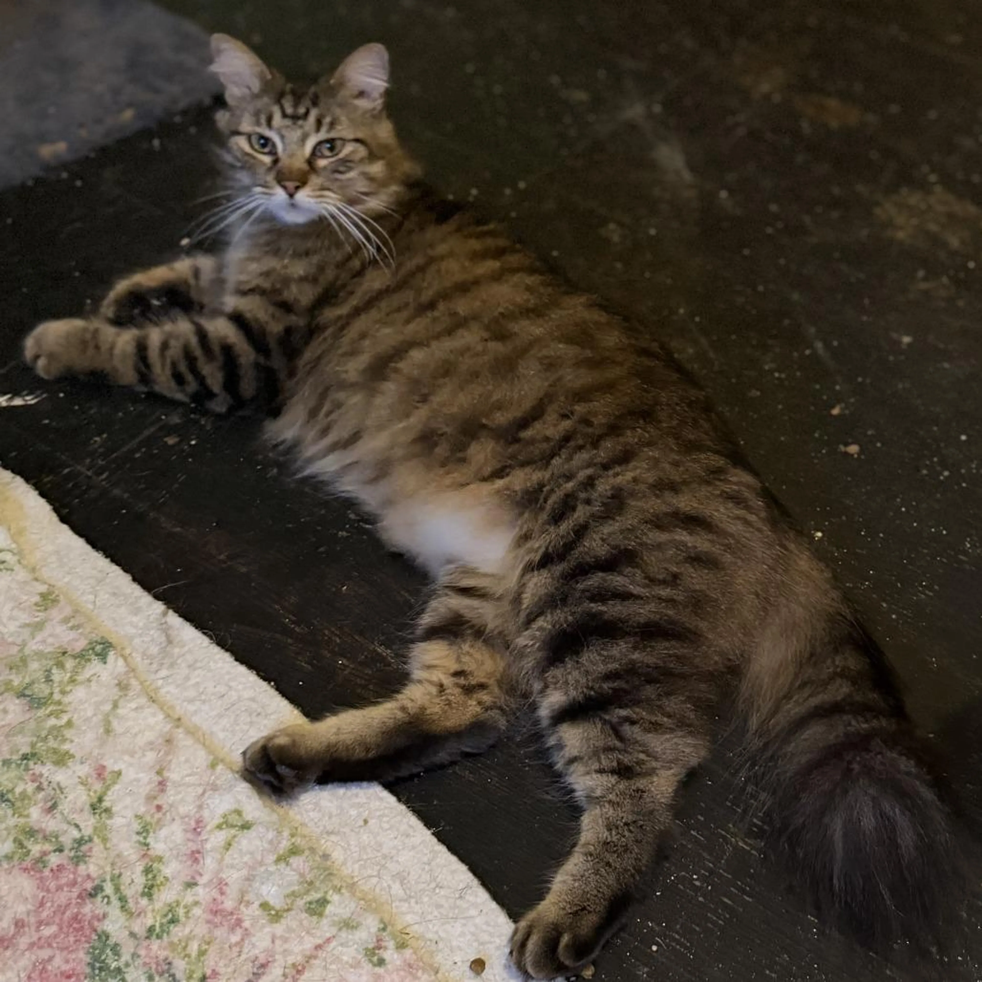 Found pet-5