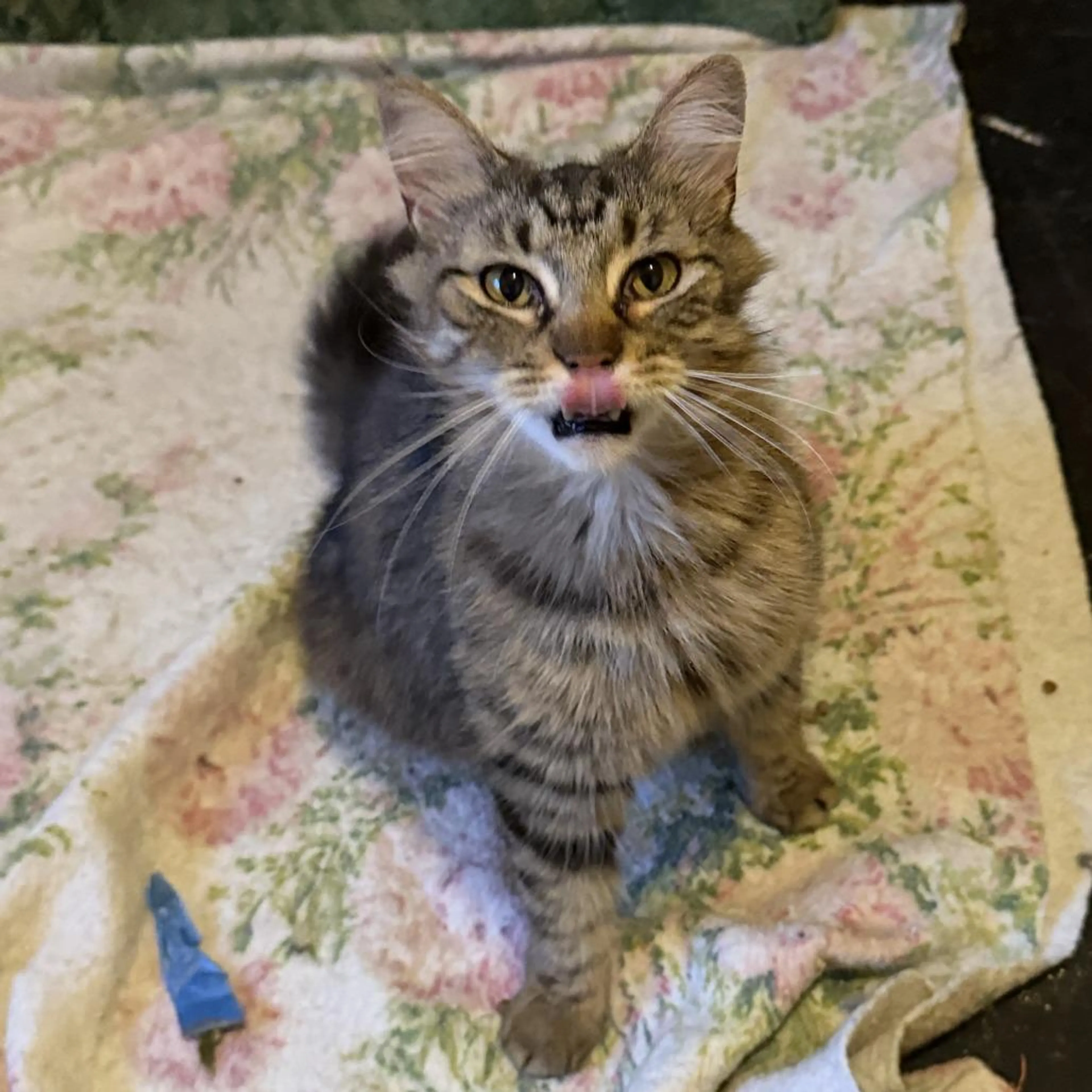 Found pet-4