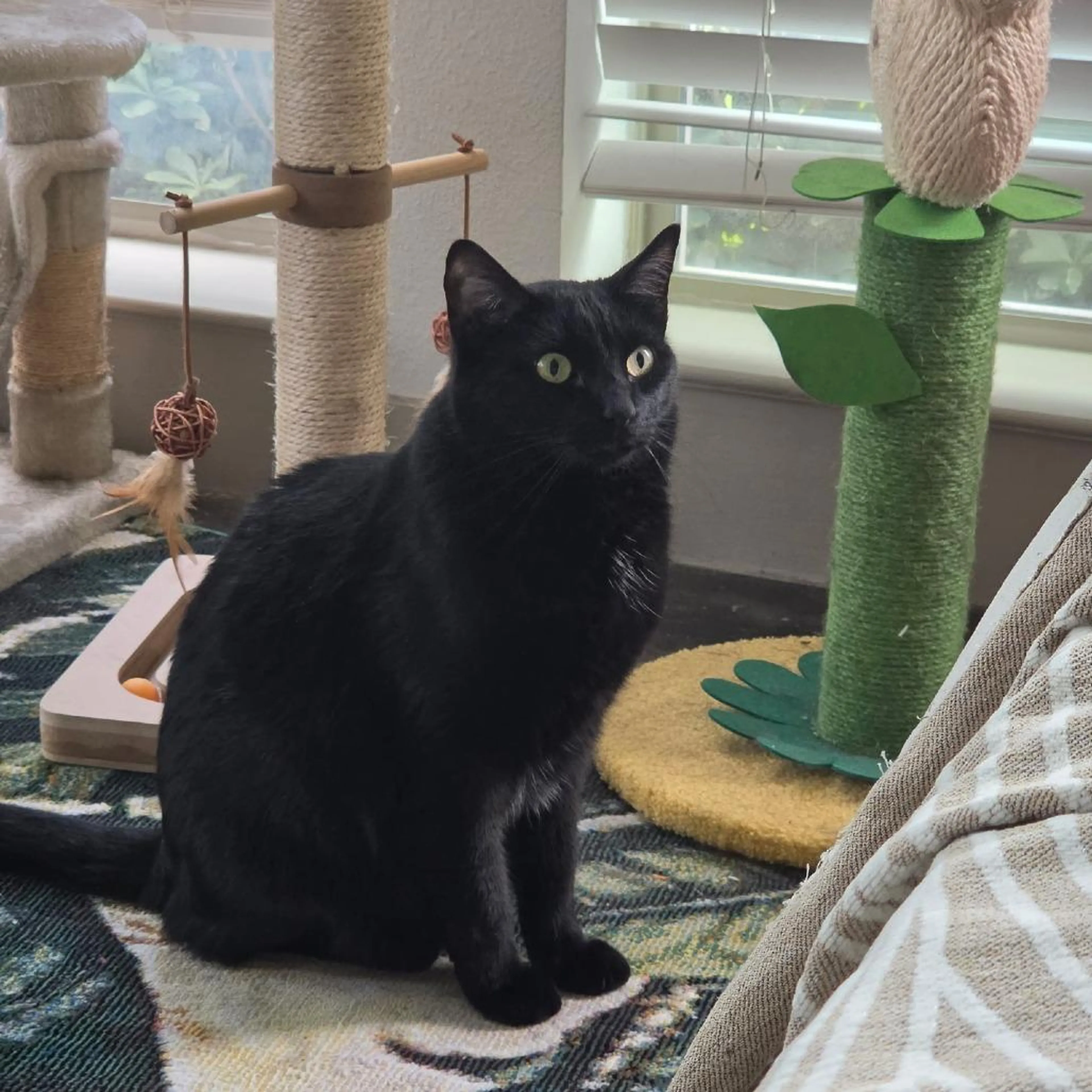 Found pet-5