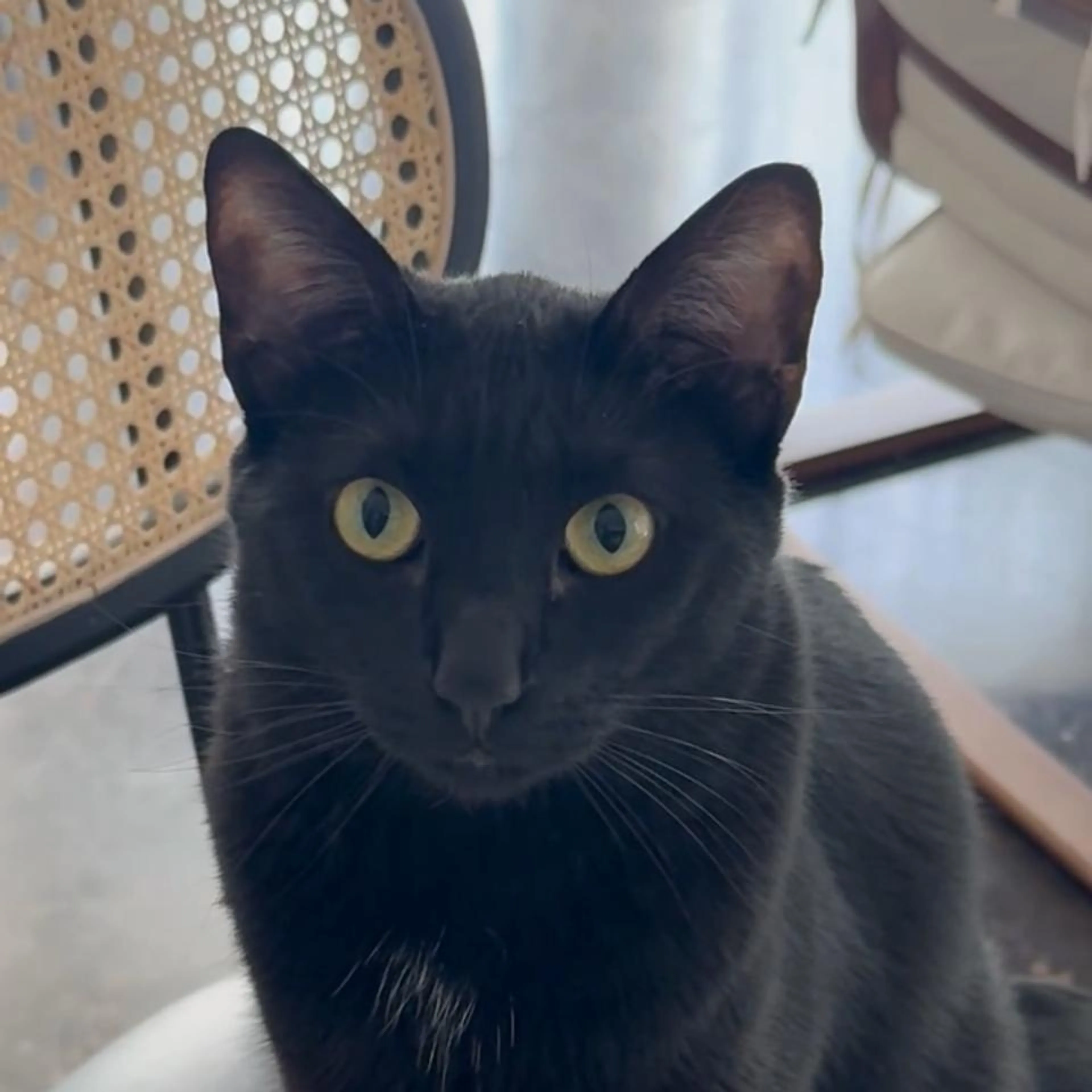 Found pet-0
