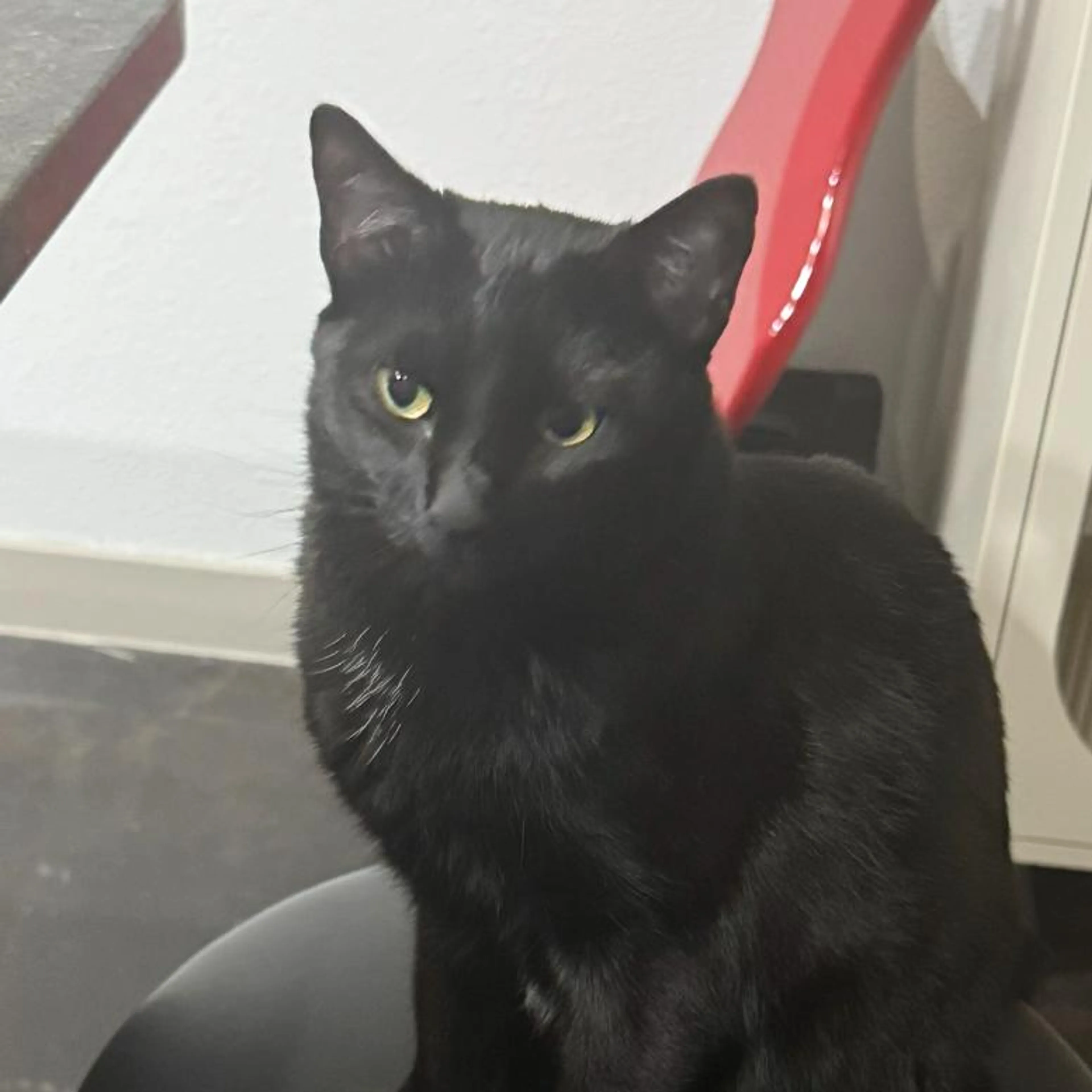 Found pet-1