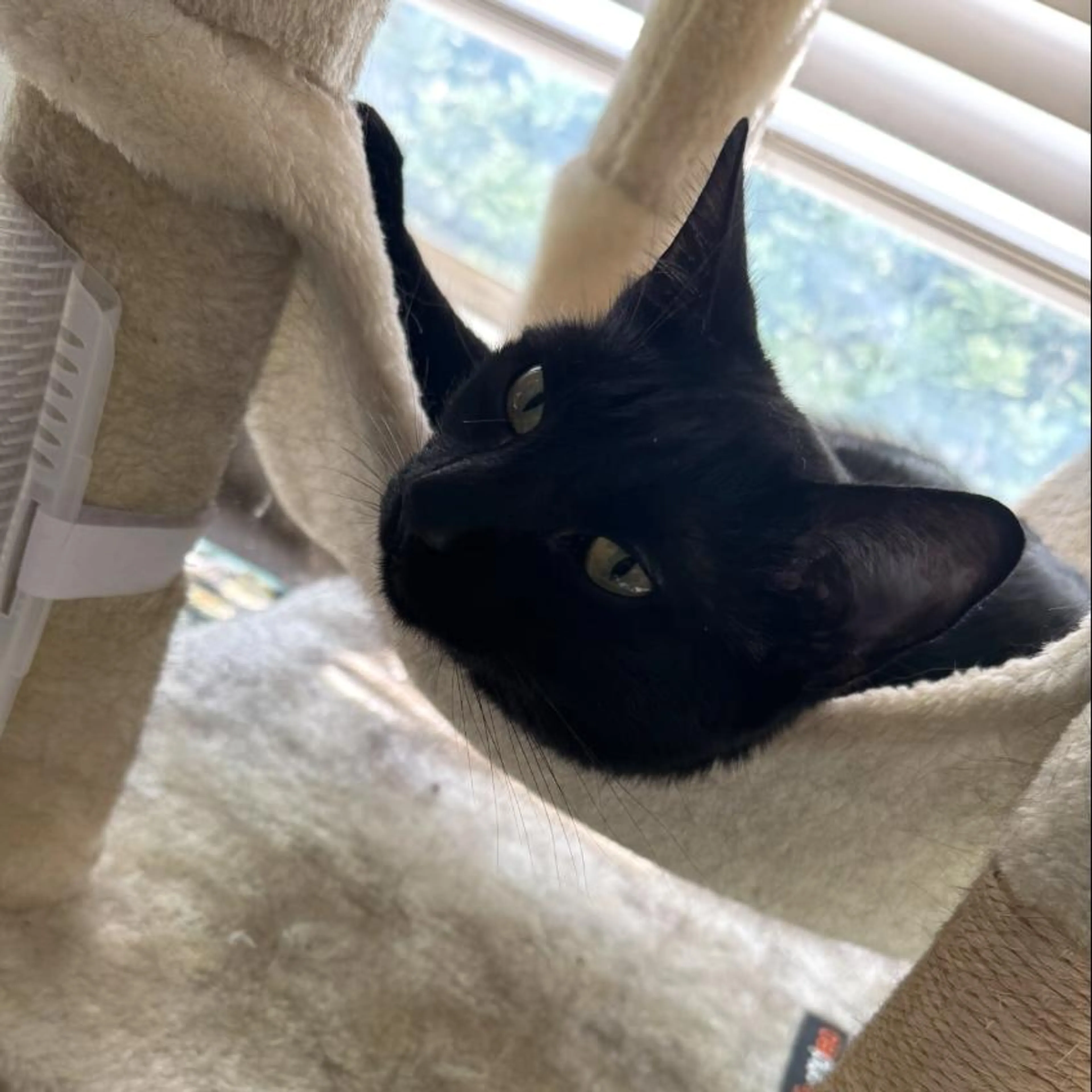 Found pet-2