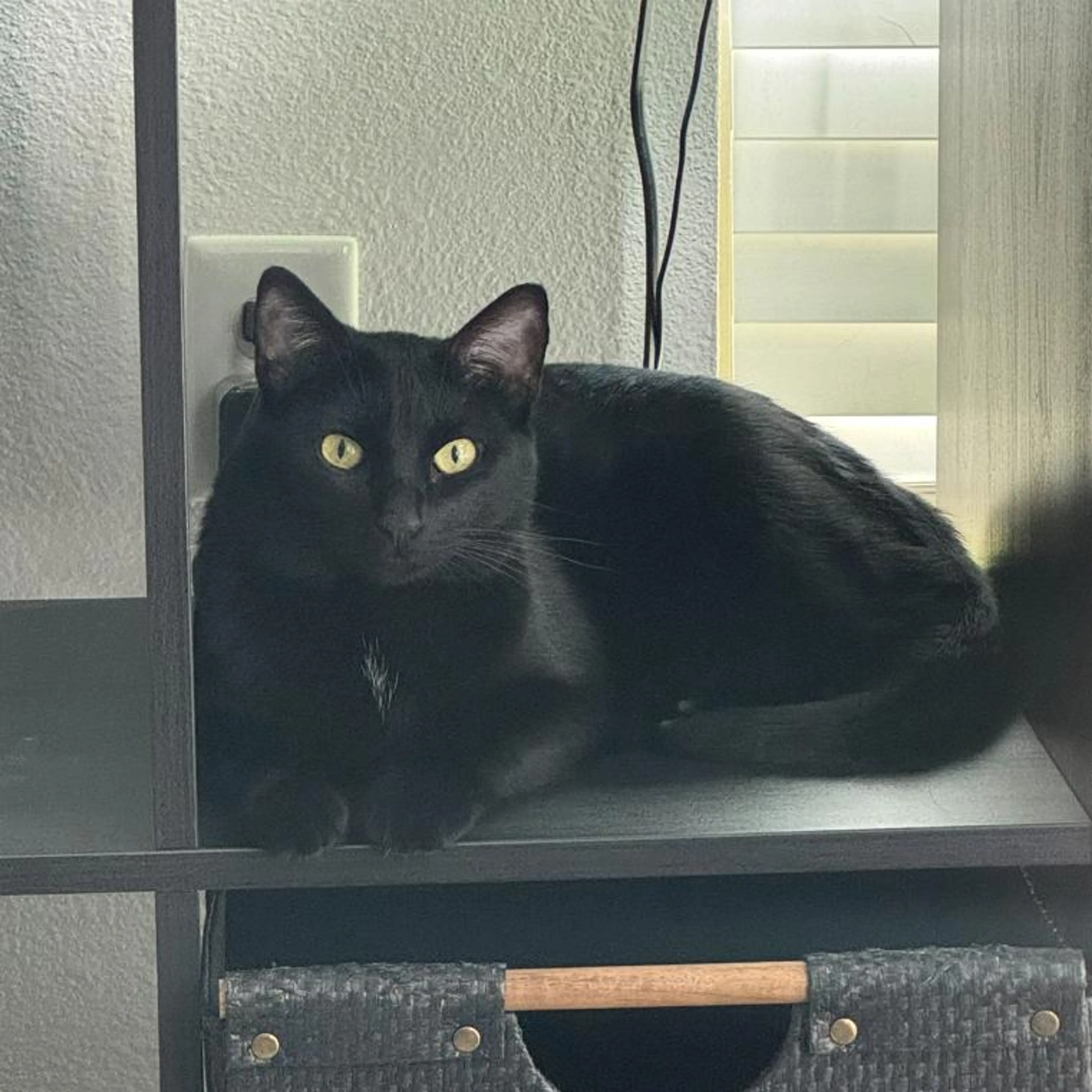 Found pet-3