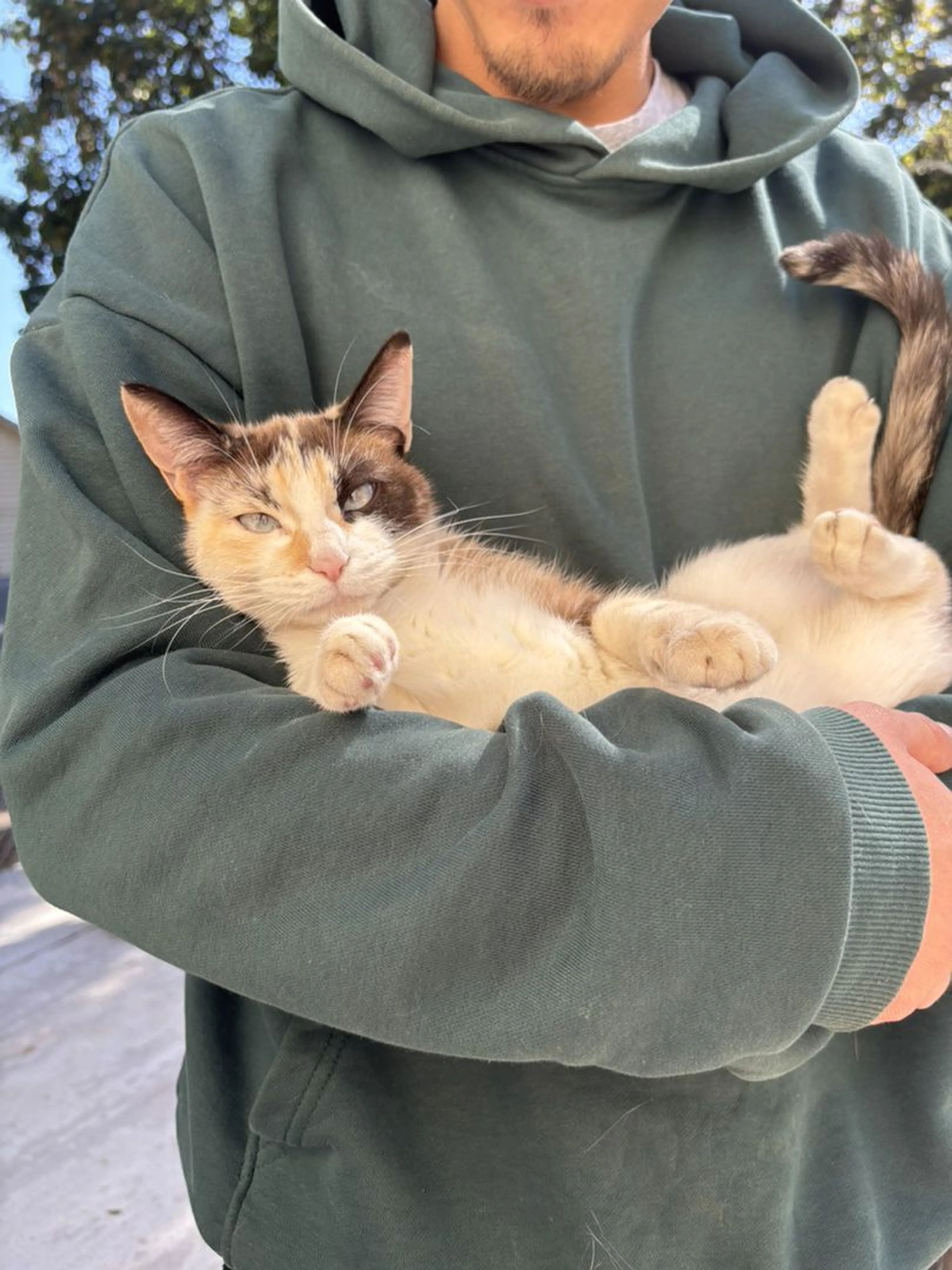 Lost pet-0