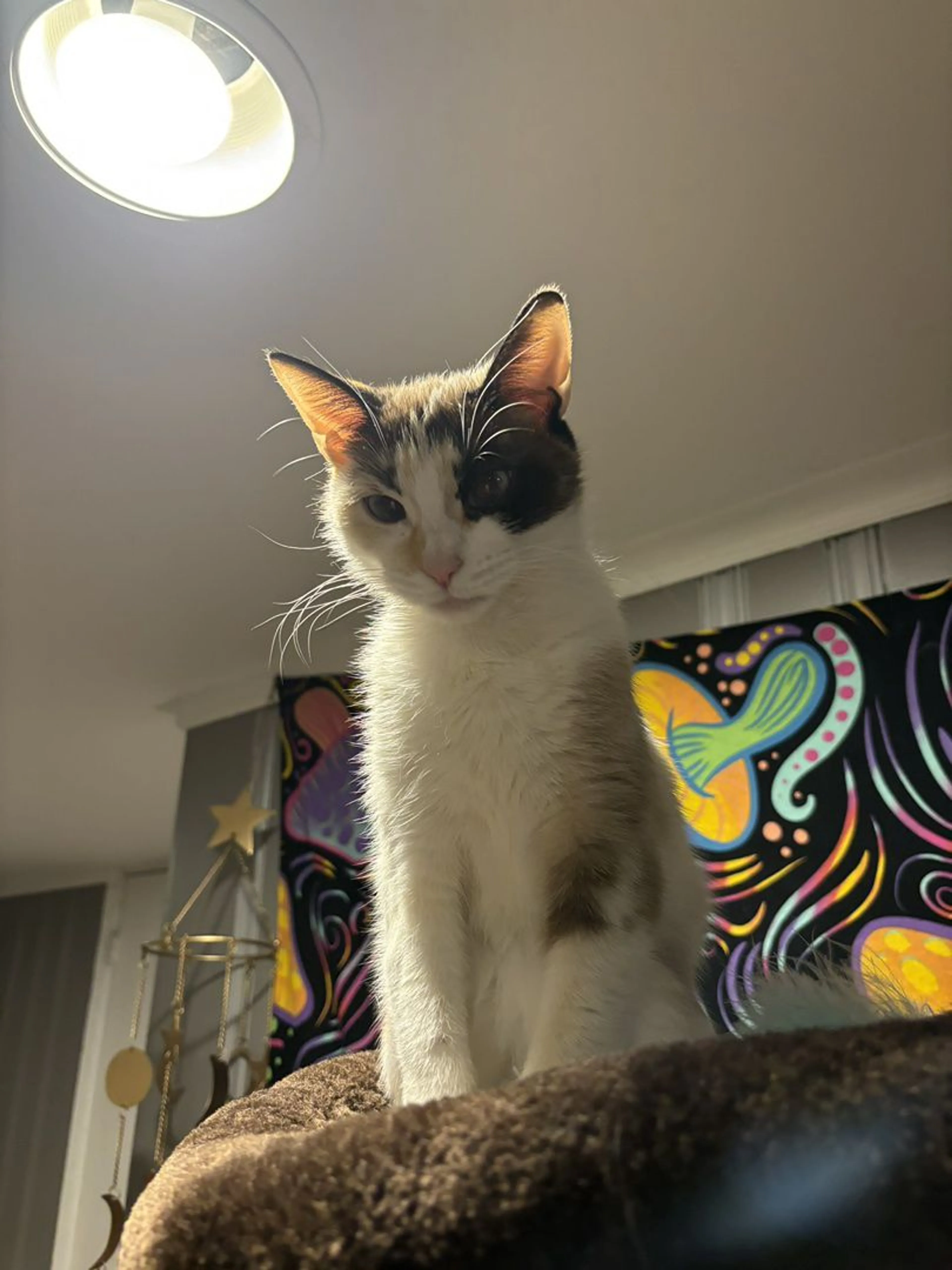 Lost pet-1